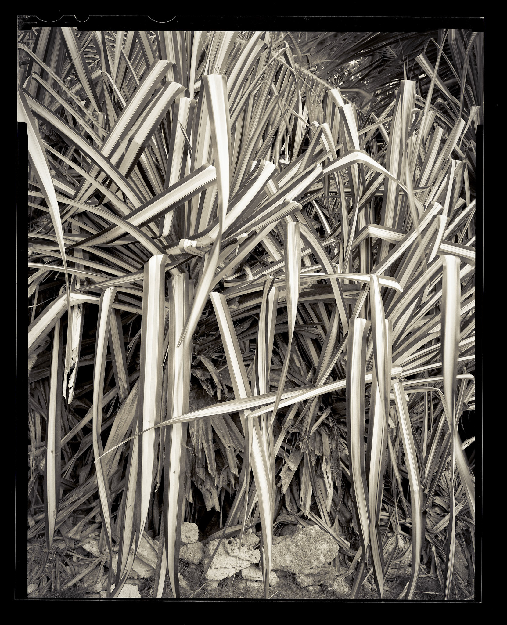 Striped Leaves. Bahamas. 2014