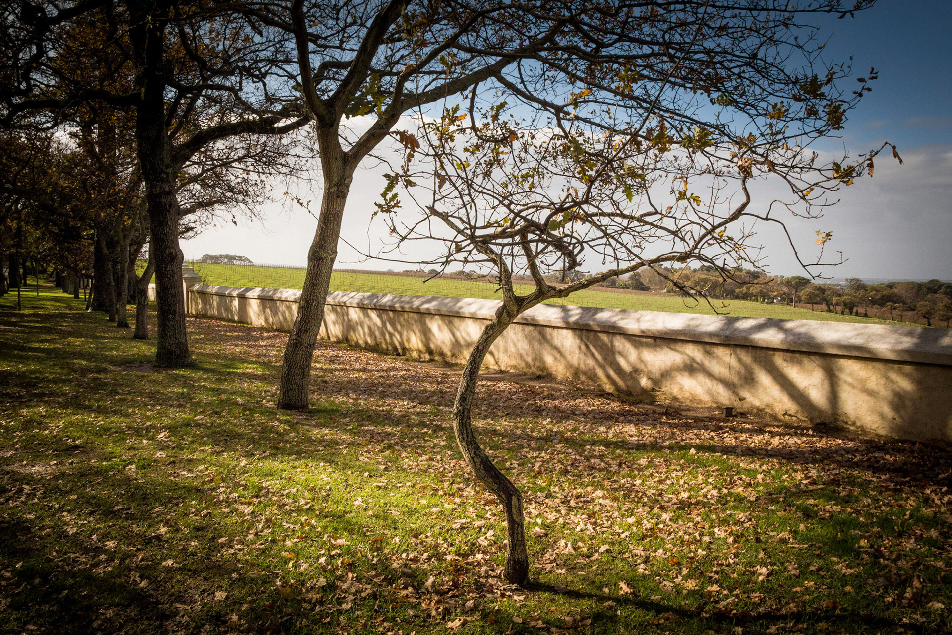 Groot Constantia Vineyards