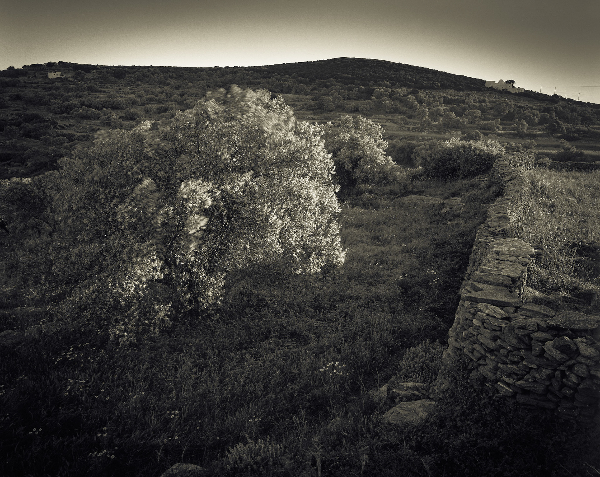 Tree in Field, Agios Dimitrios Chapel on the way to Agios Symion. Between Artemonas and Kamares.