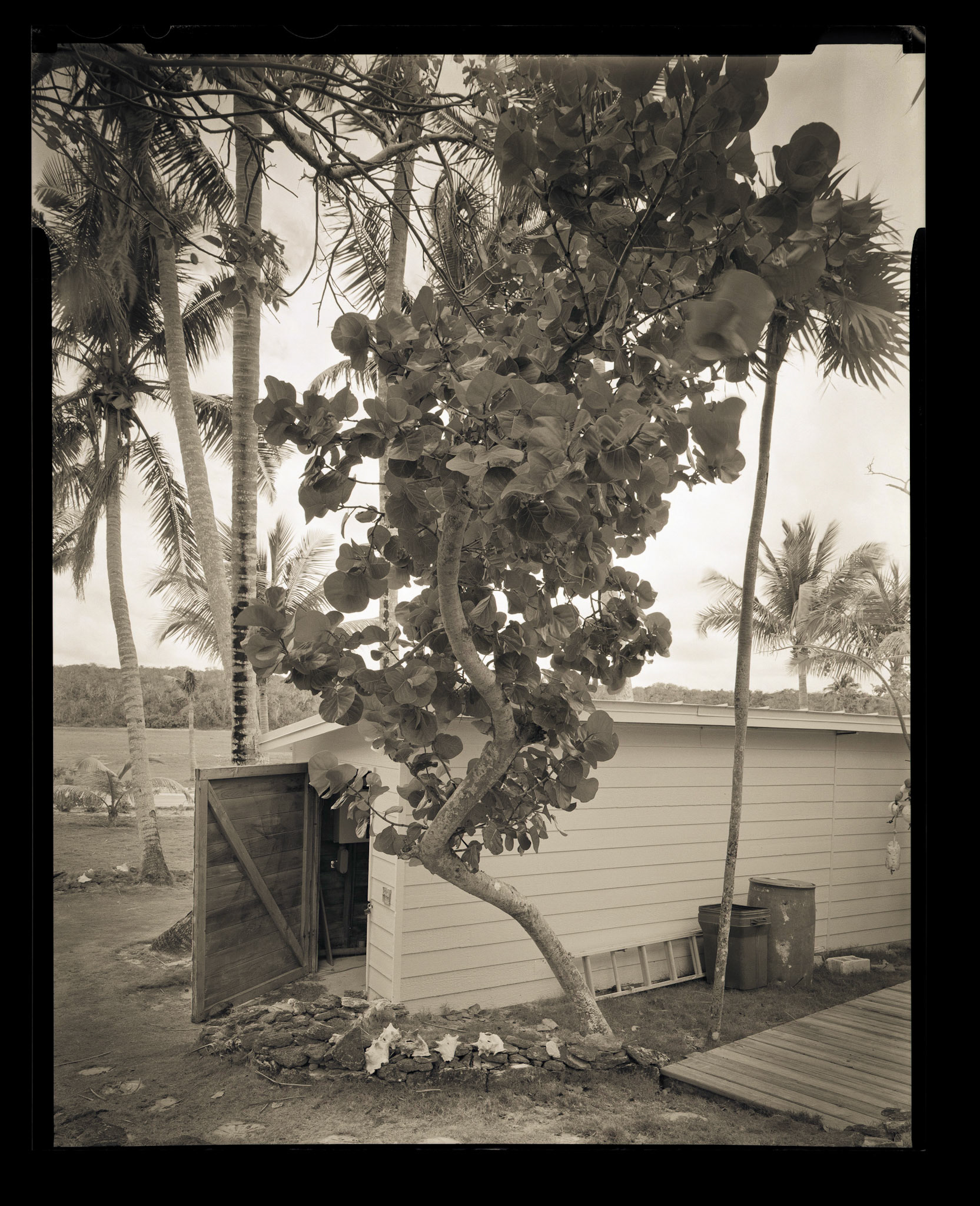 "Crooked" tree. Bahamas. 2014