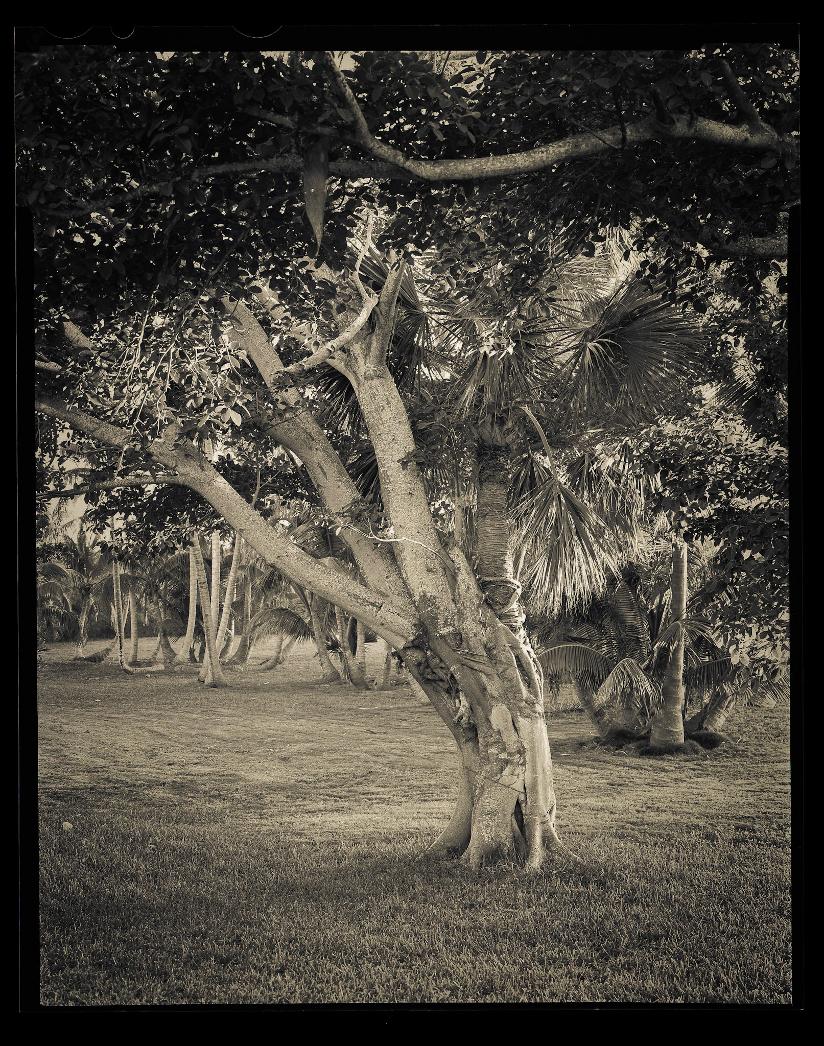 Doubletree. Bahamas. 2014