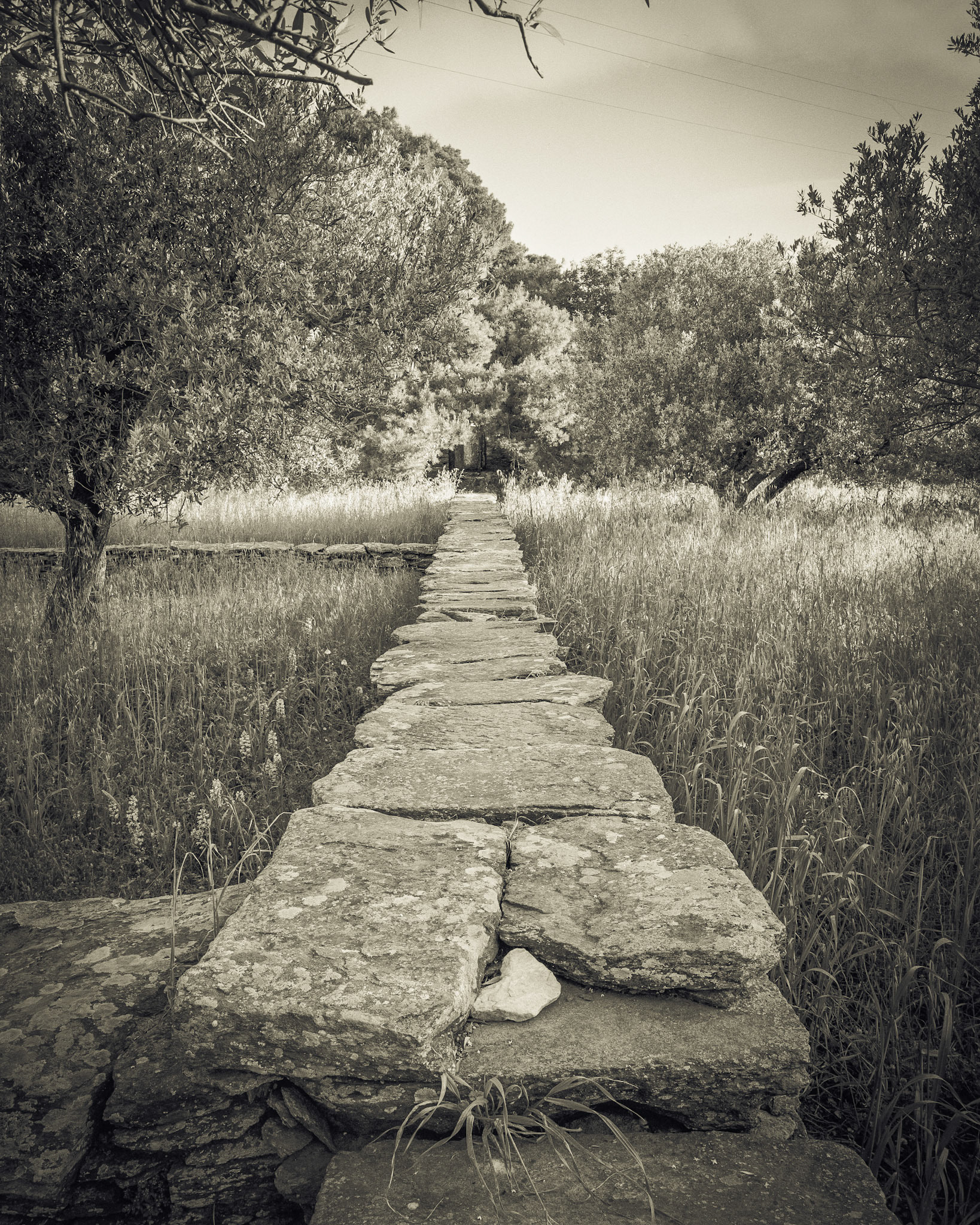 Stone Fence and Olive Grove outside Artemonas.