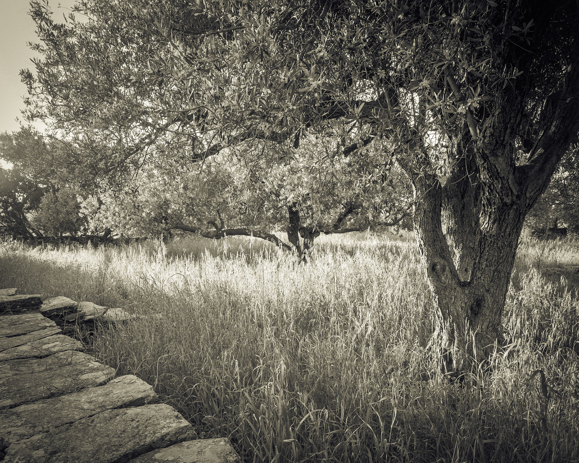 Olive Grove at St. Peter's. Outside Artemonas.
