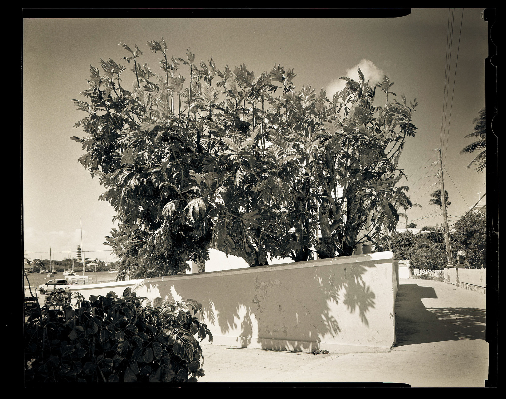 Breadfruit Tree. Hopetown. Bahamas. 2014