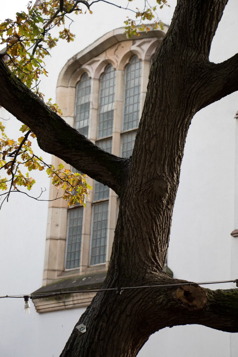 Tree Against Window