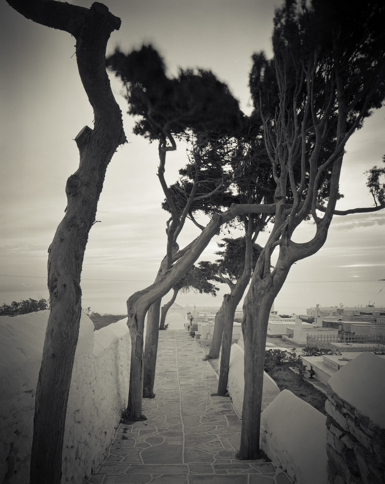 Cemetery Trees in the Wind, and Aegean Sea. Aghios Loukas