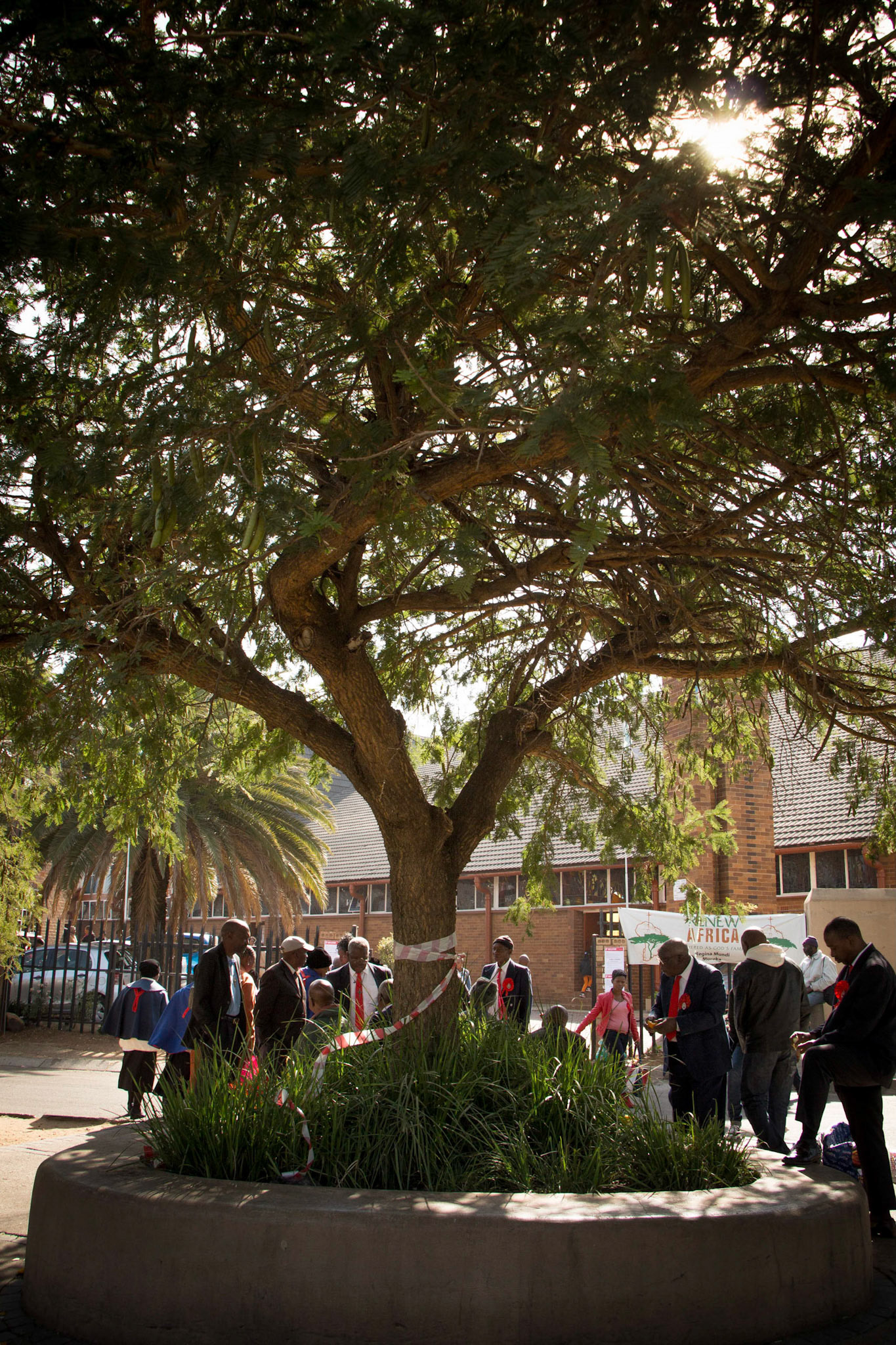 Jacaranda at Regina Mundi, Soweto.