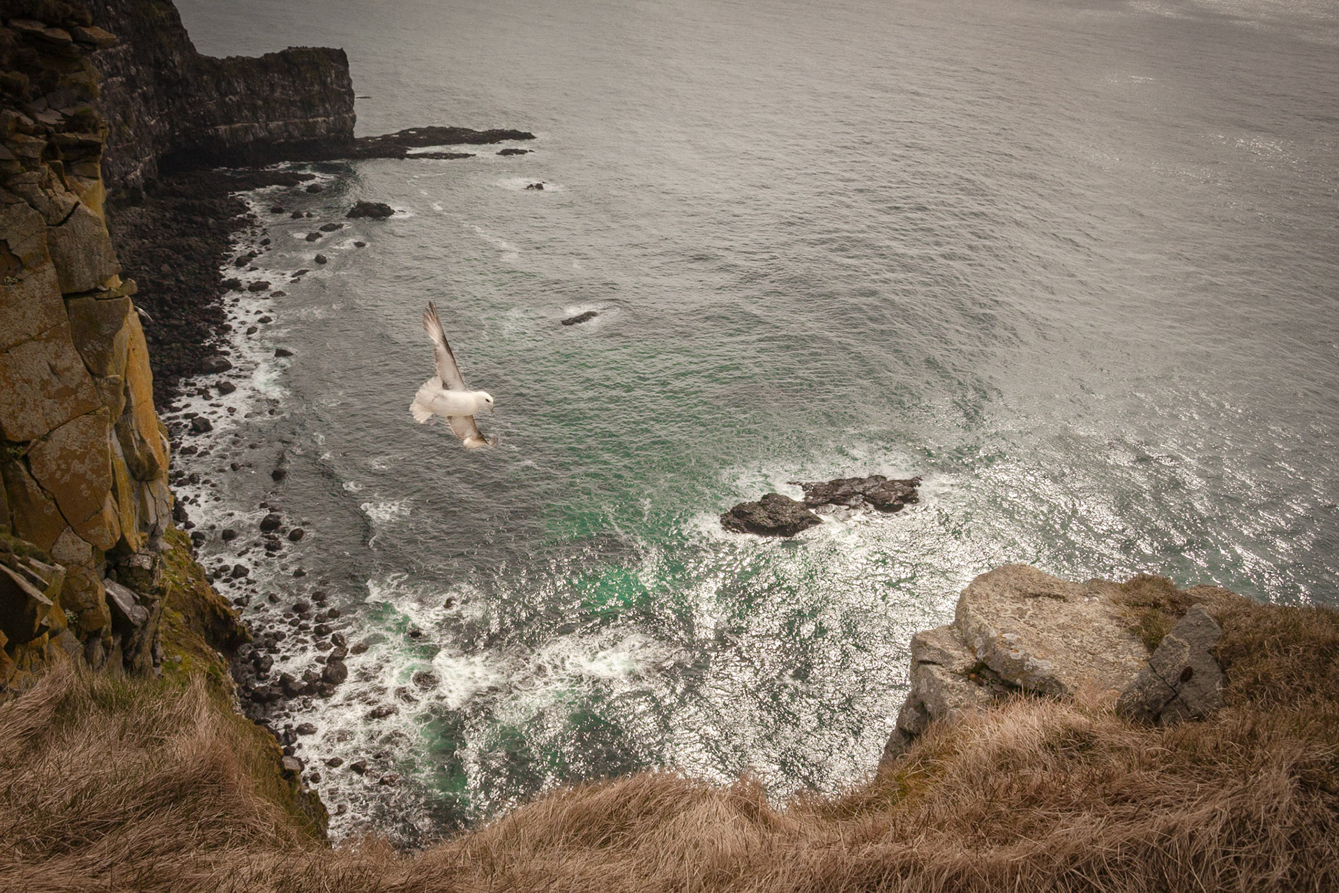 Lone Gull. Látrabjarg Cliffs. Iceland 2018