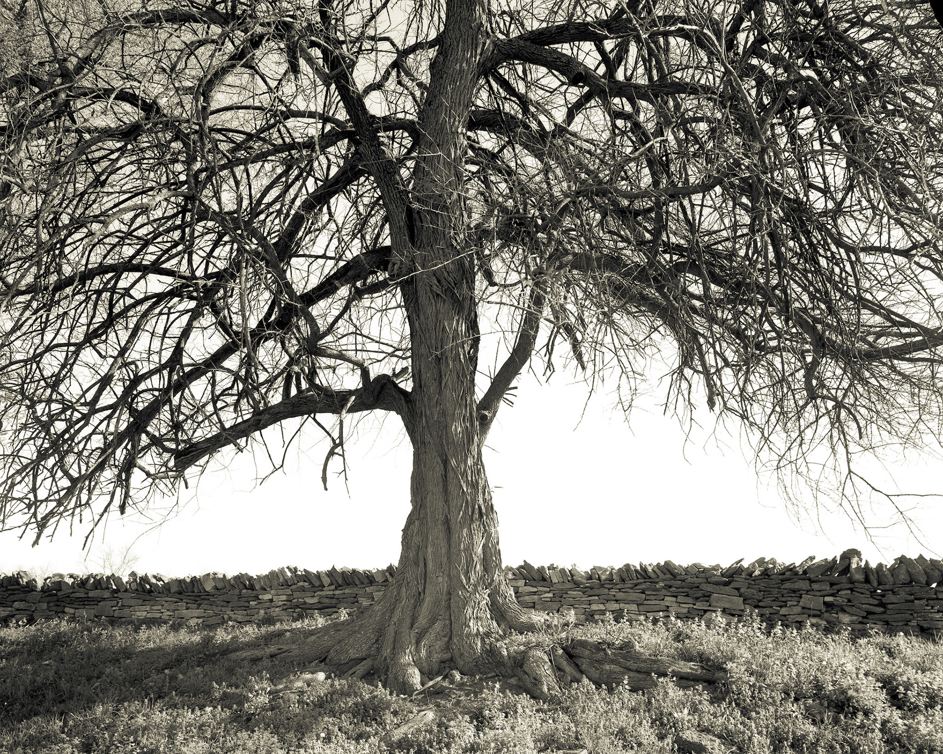 Shaker Village - Tree and Rock Fence.