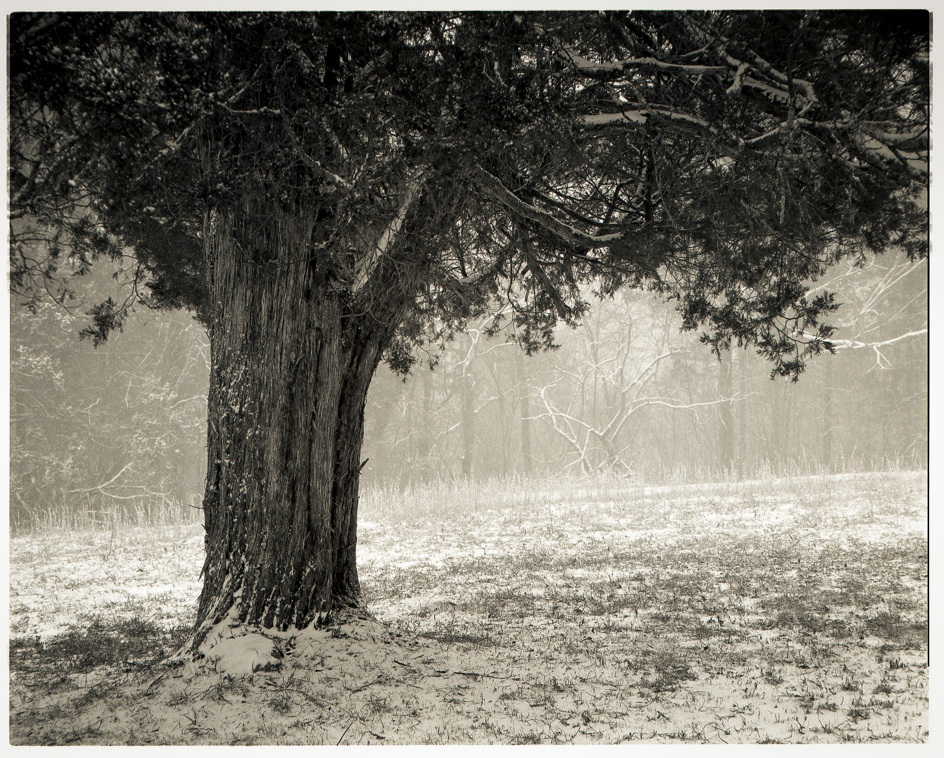 Cedar in Snow, Pulaski Co