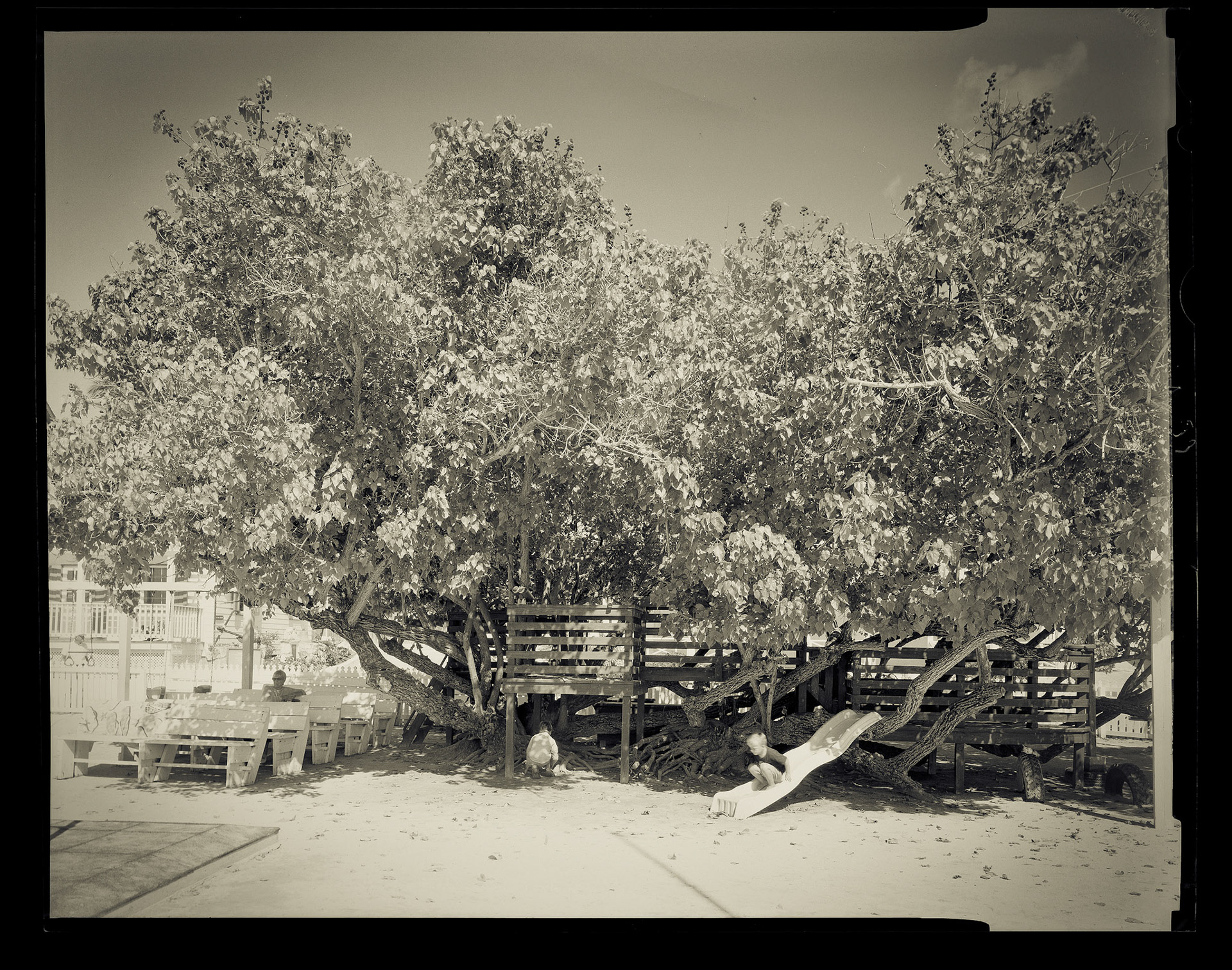 Looking for Lizards. Hopetown, Bahamas. 2014