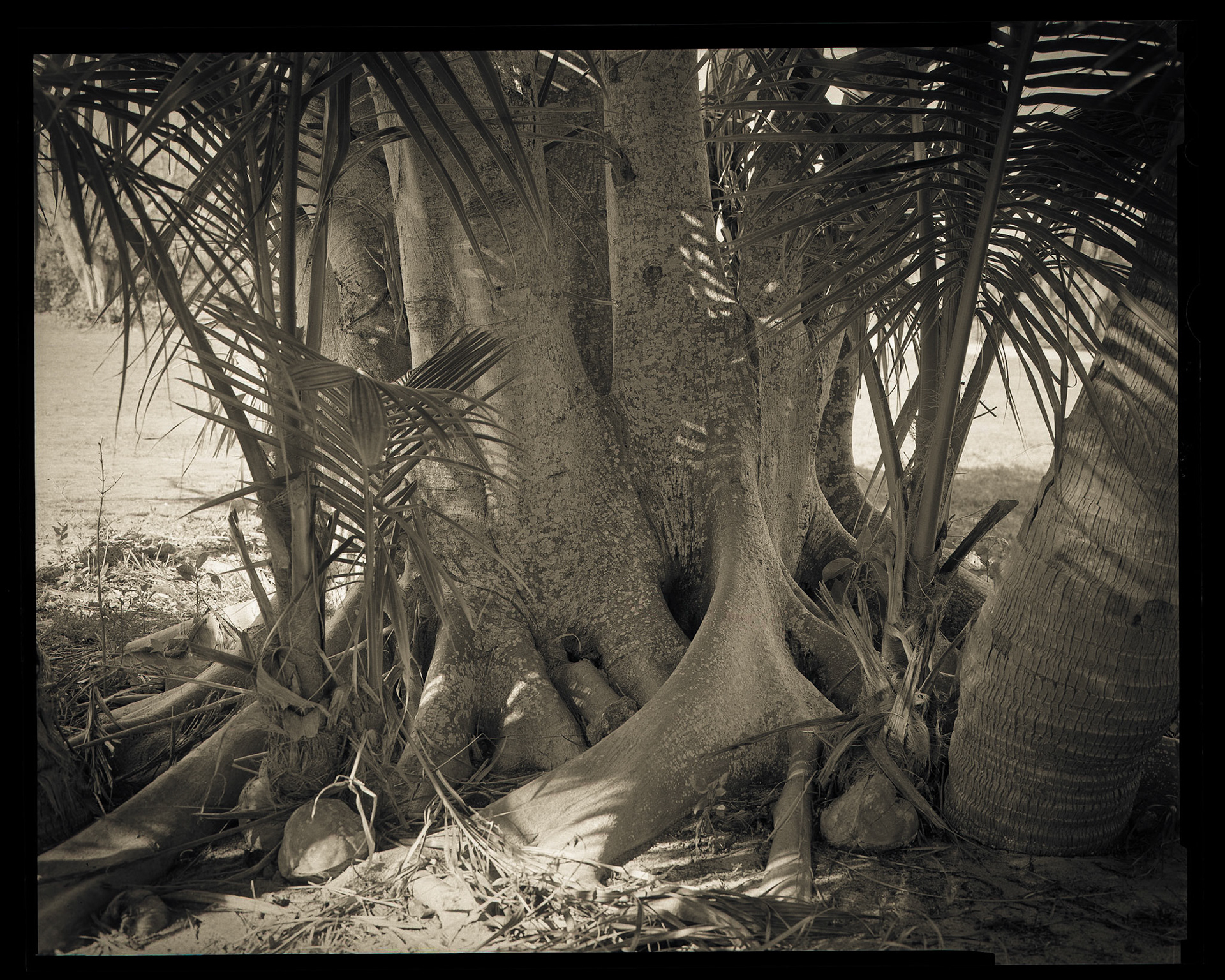 Community of Tree Trunks. Bahamas. 2014