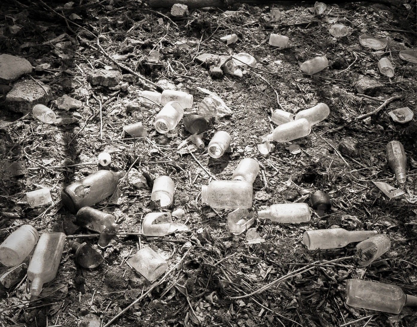 Glass in the Woods