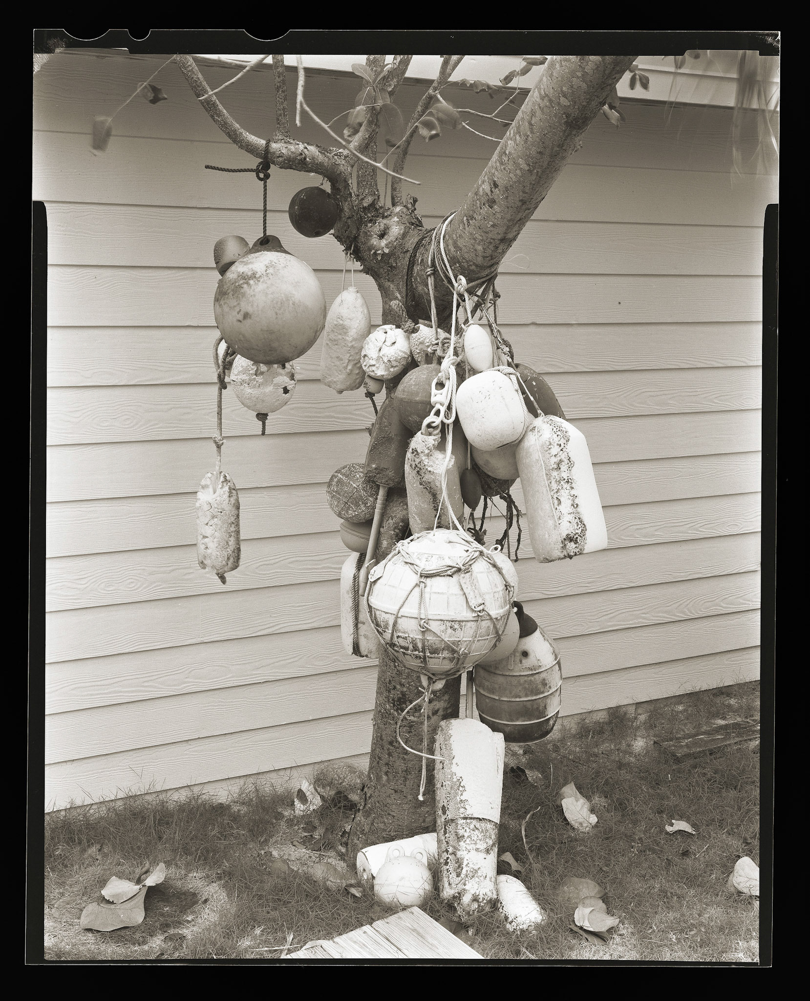 Buoy Tree. Bahamas. 2014
