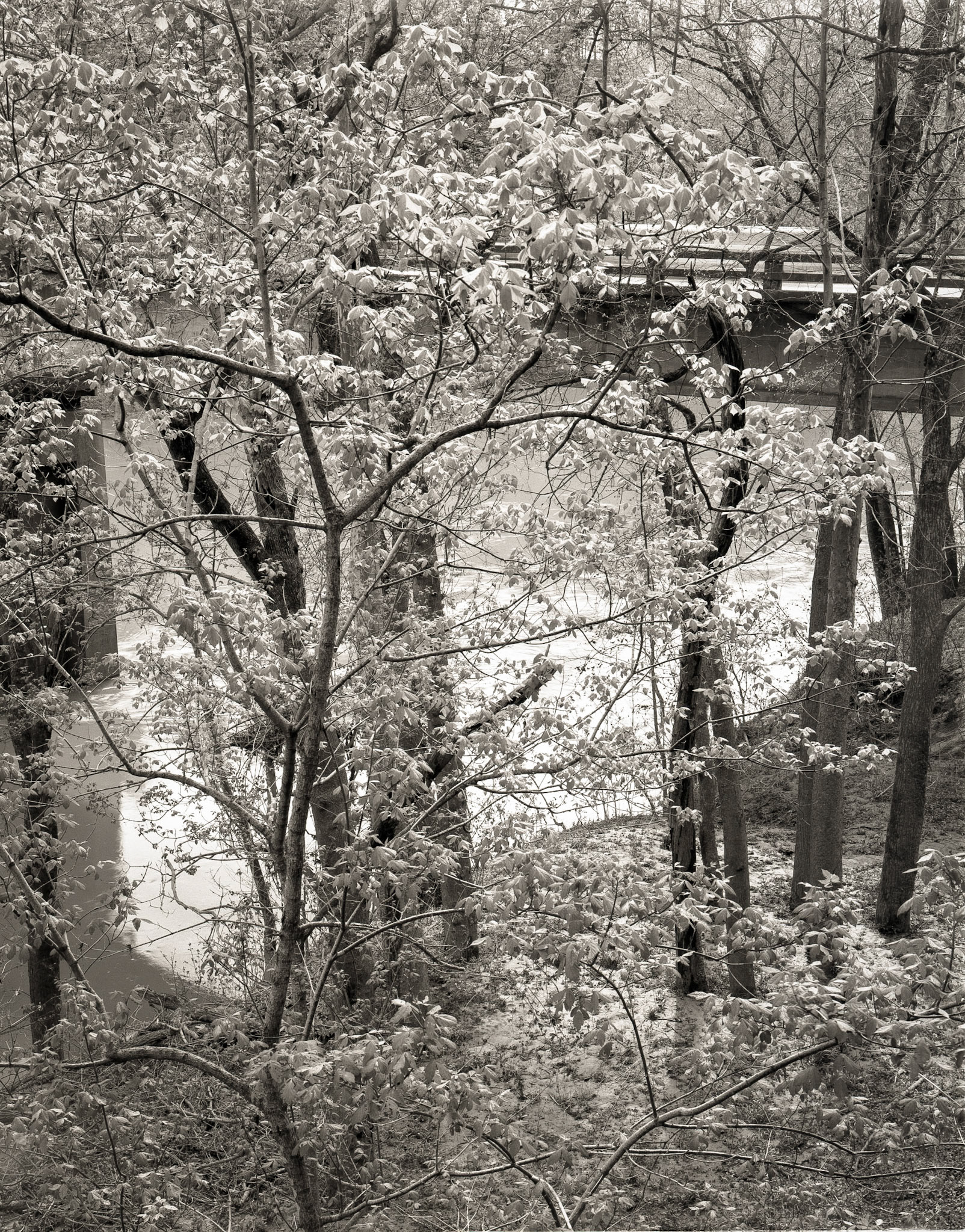 Our Mutual River: After the Flood (2025). Brooklyn Bridge.