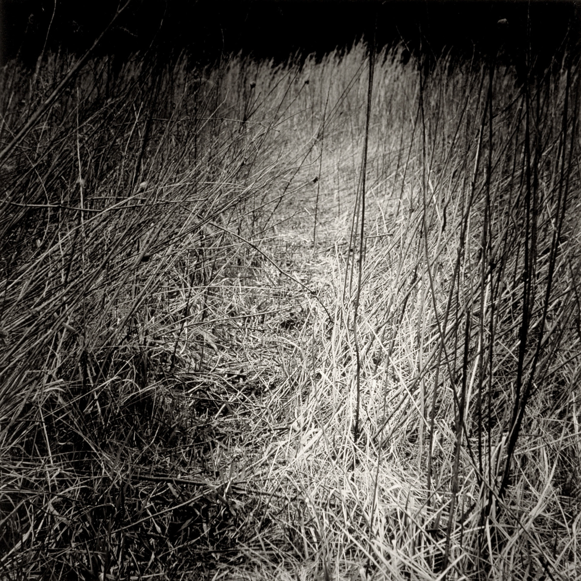 Sacred Spaces - Grass Path: Prayer Walk | Fayette County, KY.