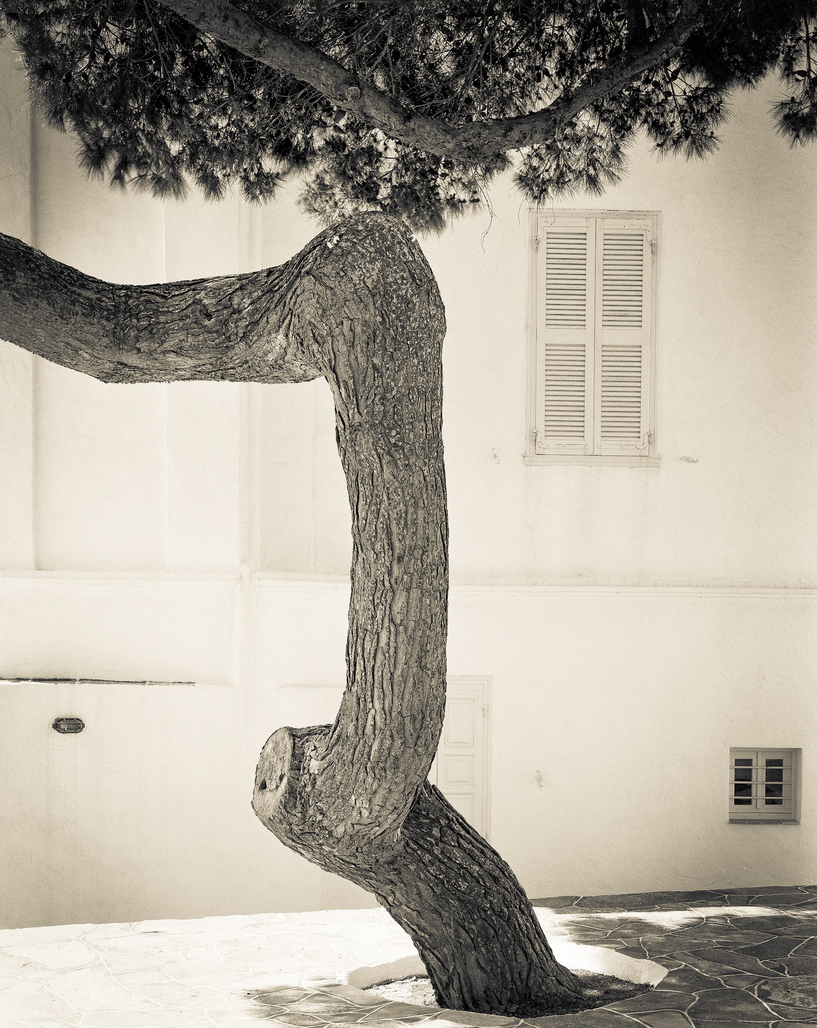 Story Tree. Sifnos, Greece. 1/8th sec. f45. 150mm.