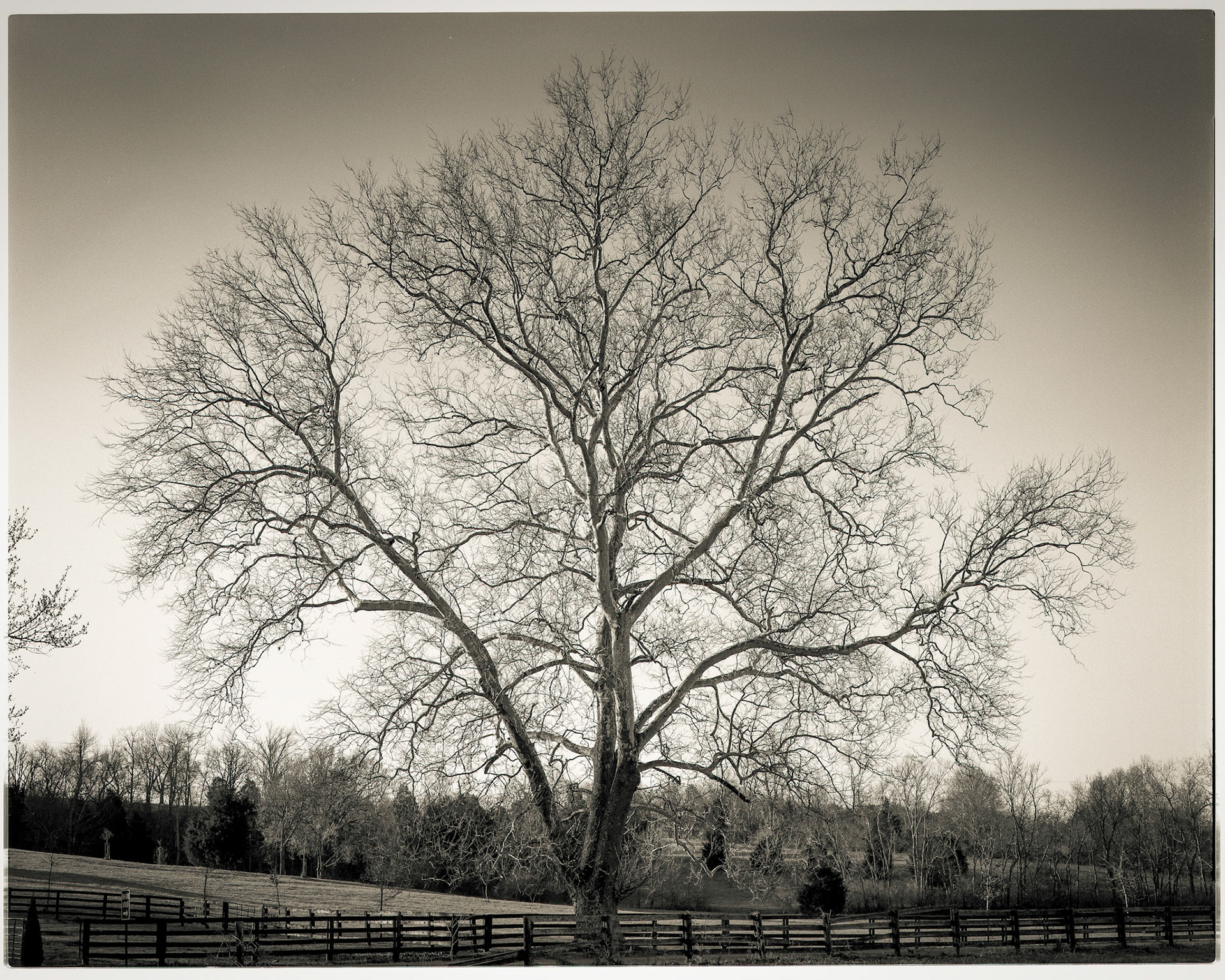 Old Man Sycamore, Woodford Co.