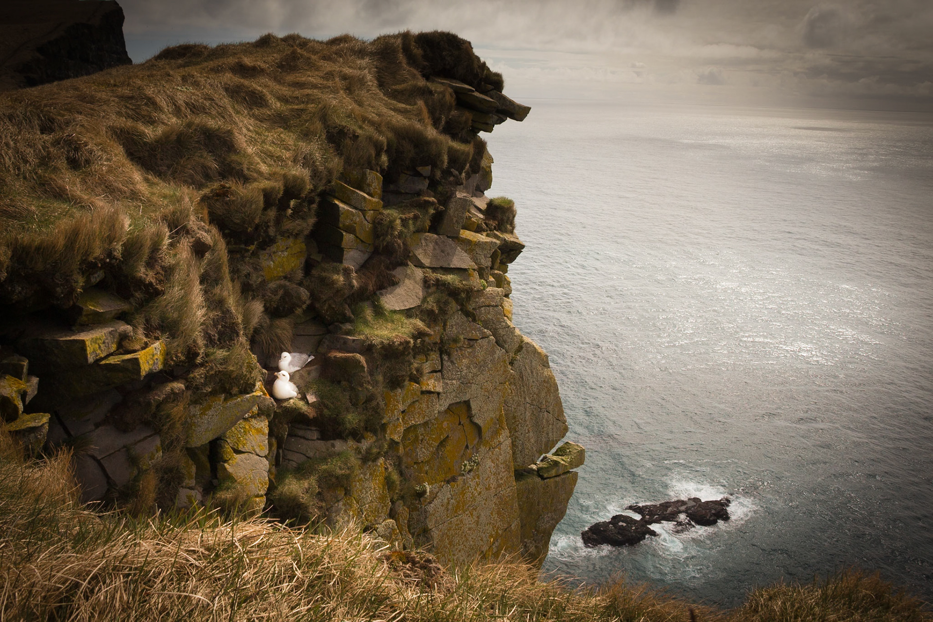 Gulls Nesting. Látrabjarg Cliffs. Iceland 2018