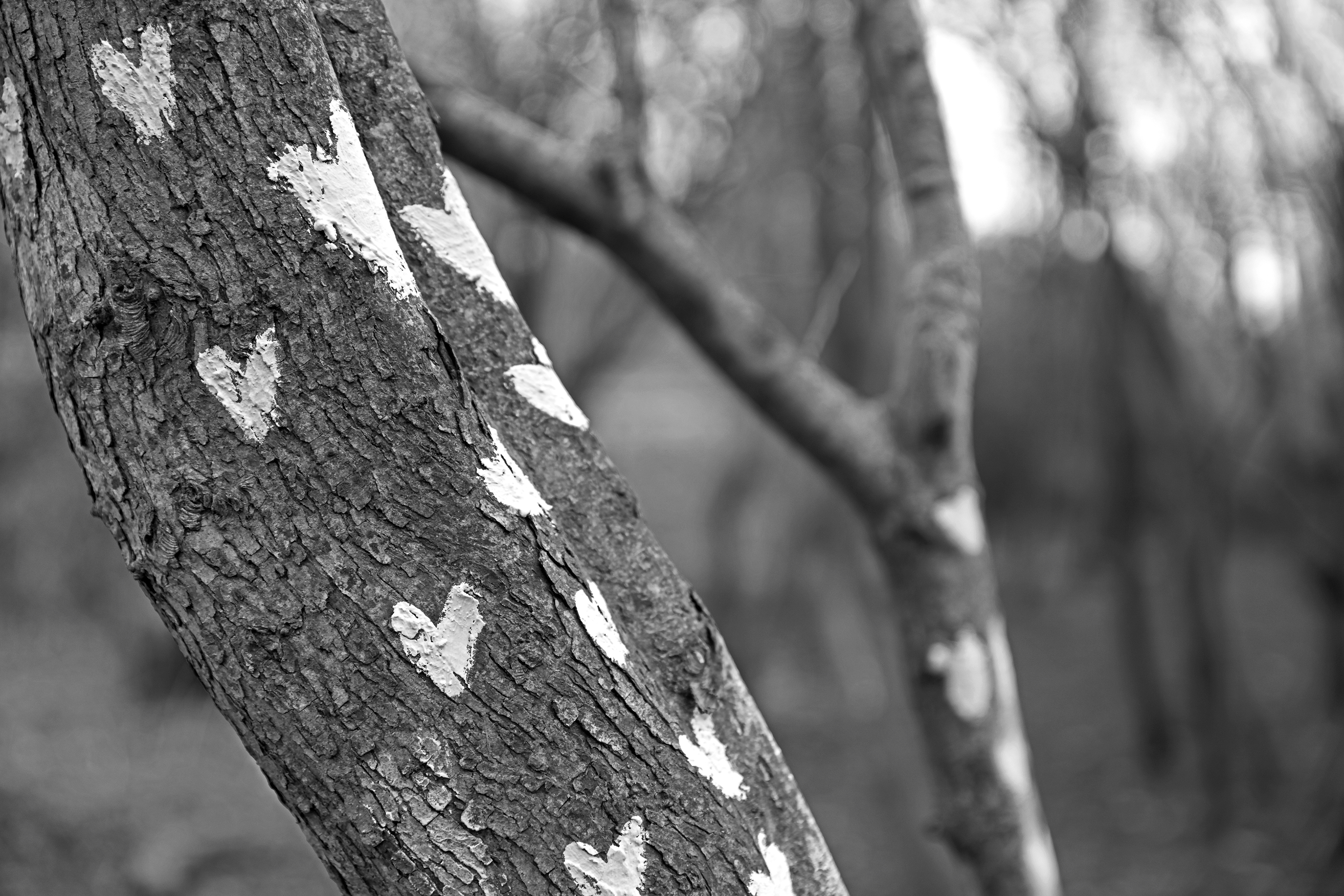 Tree of Hearts
