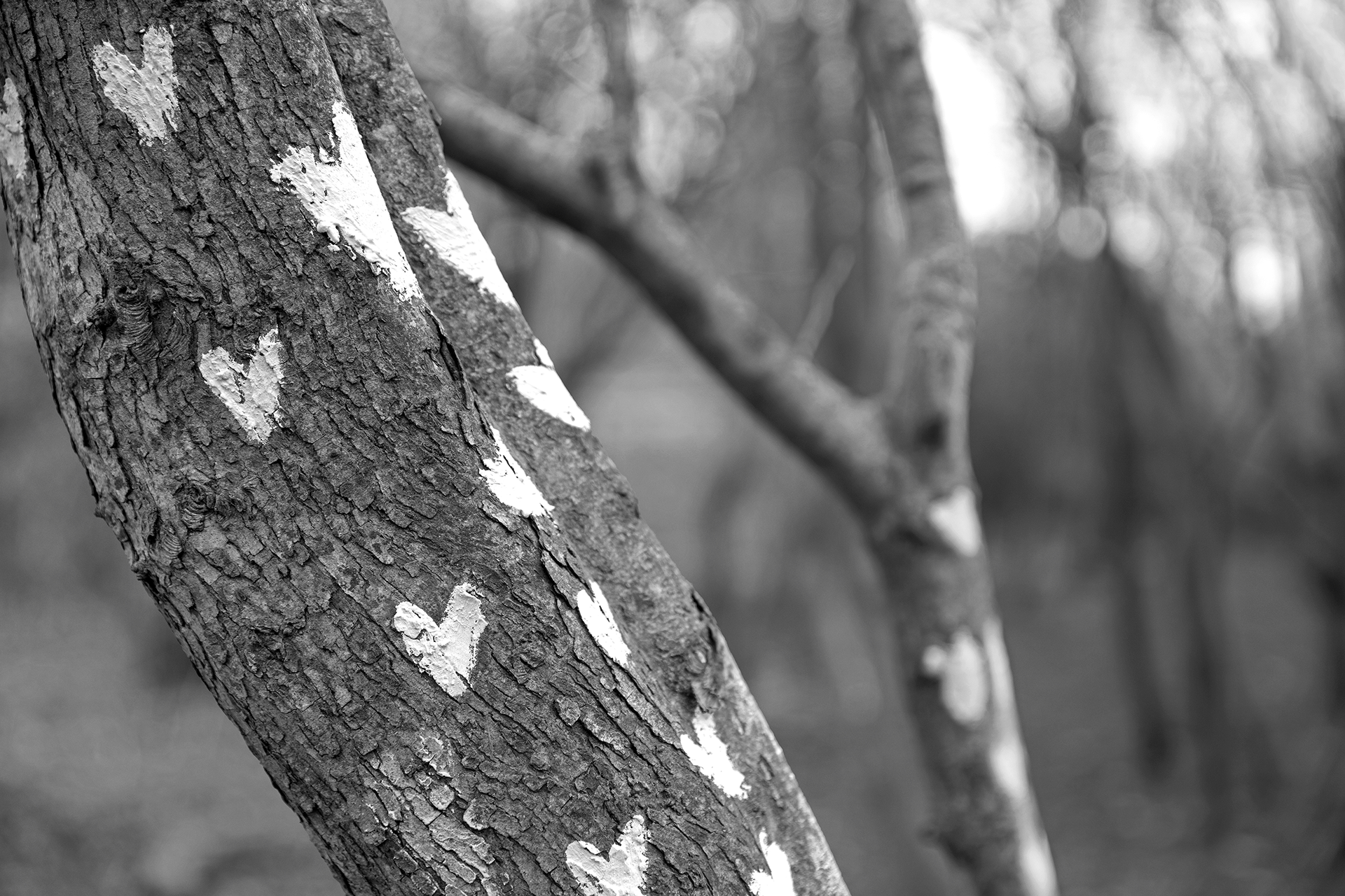 Tree of Hearts