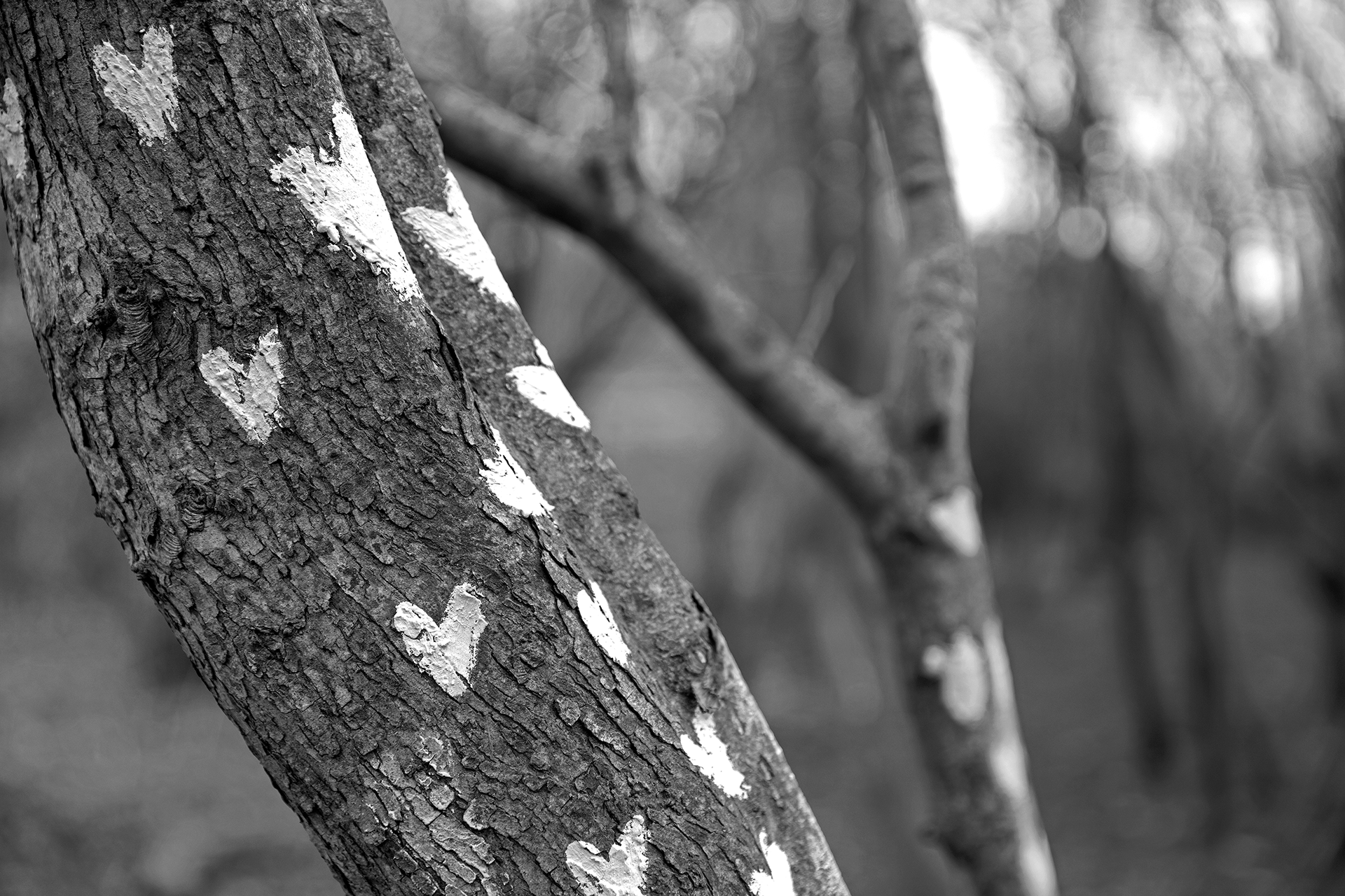 Tree of Hearts