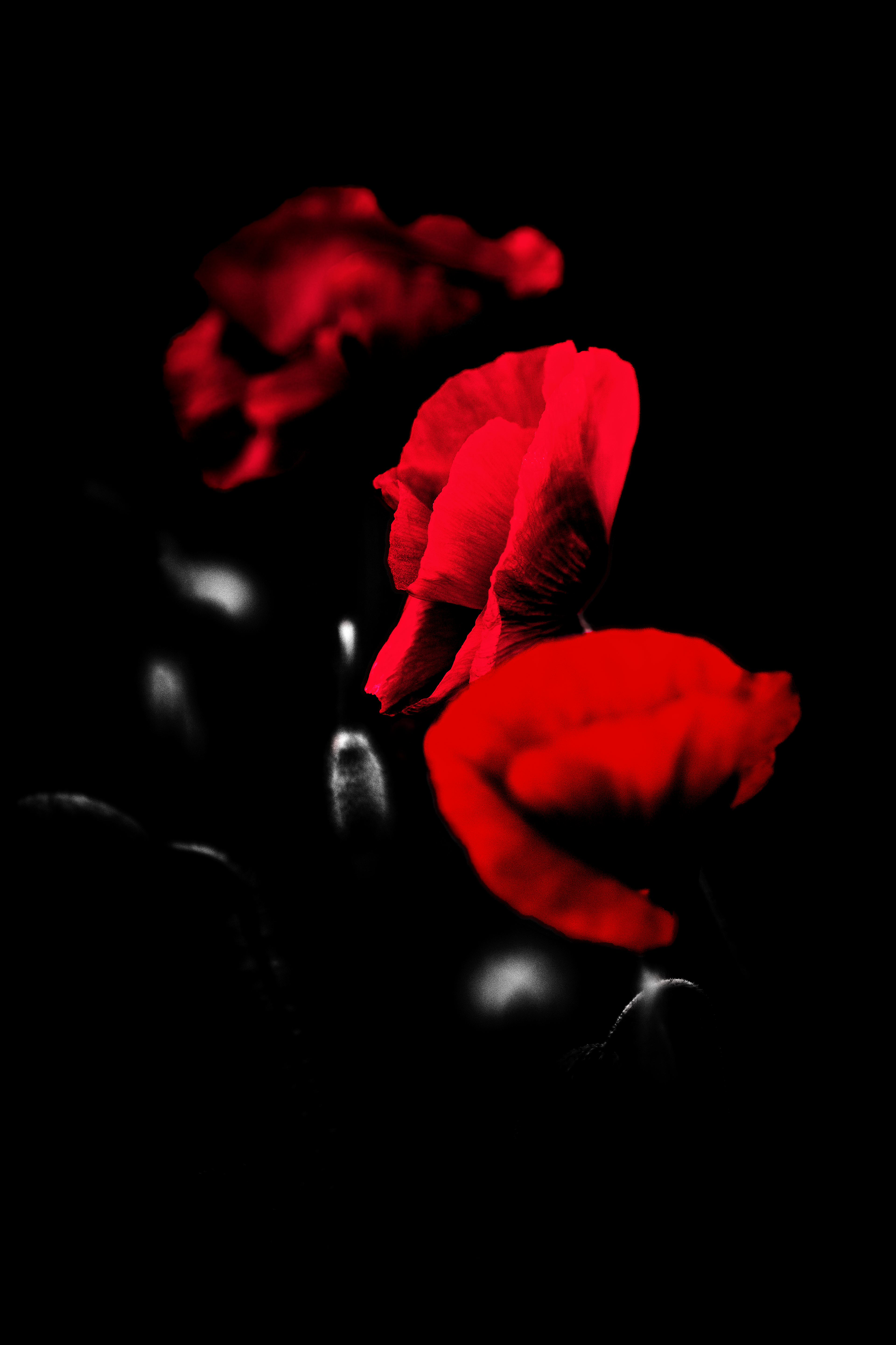 Poppies