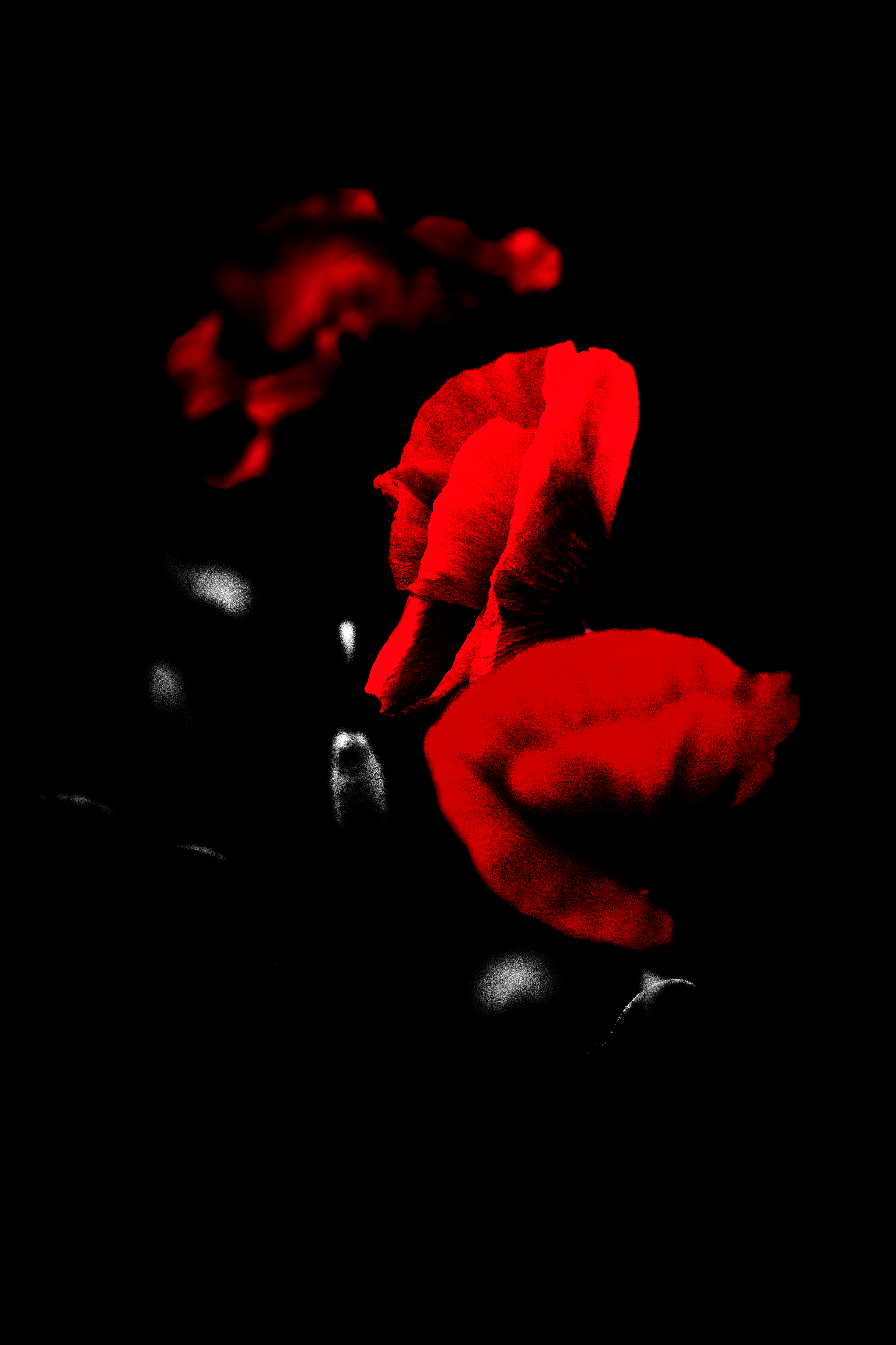 Poppies