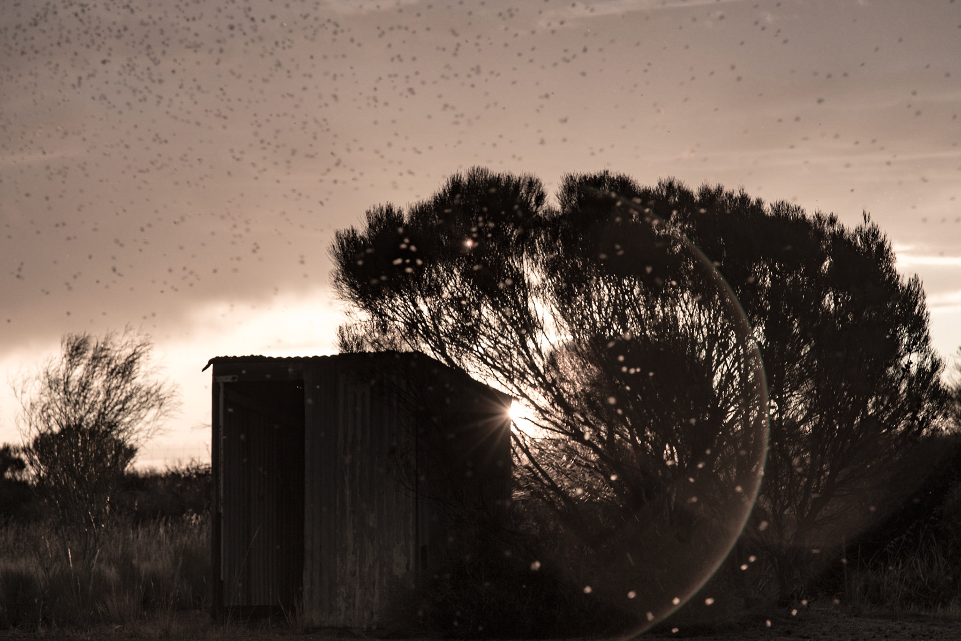 Flying Ants