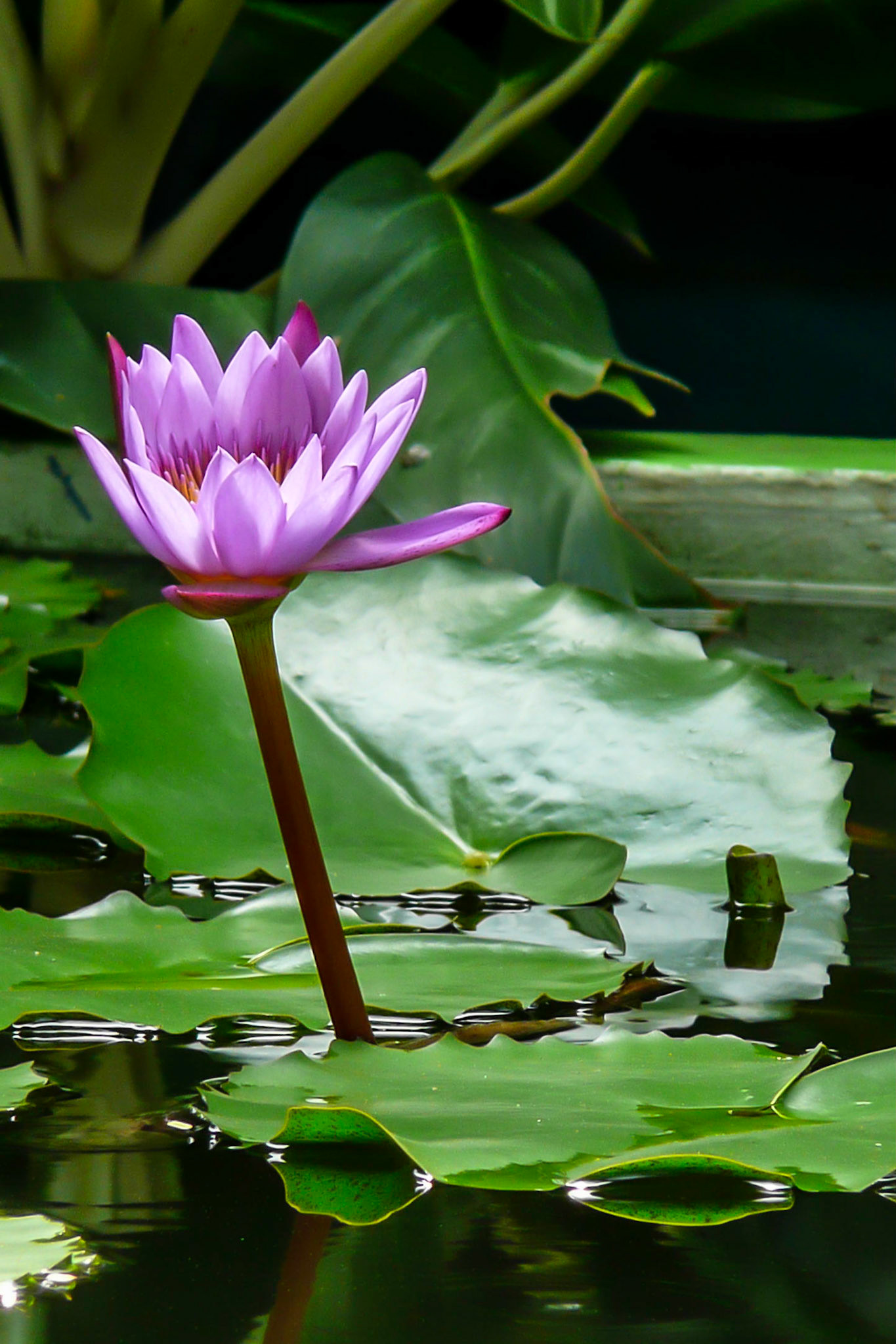 Thai Lilly 2