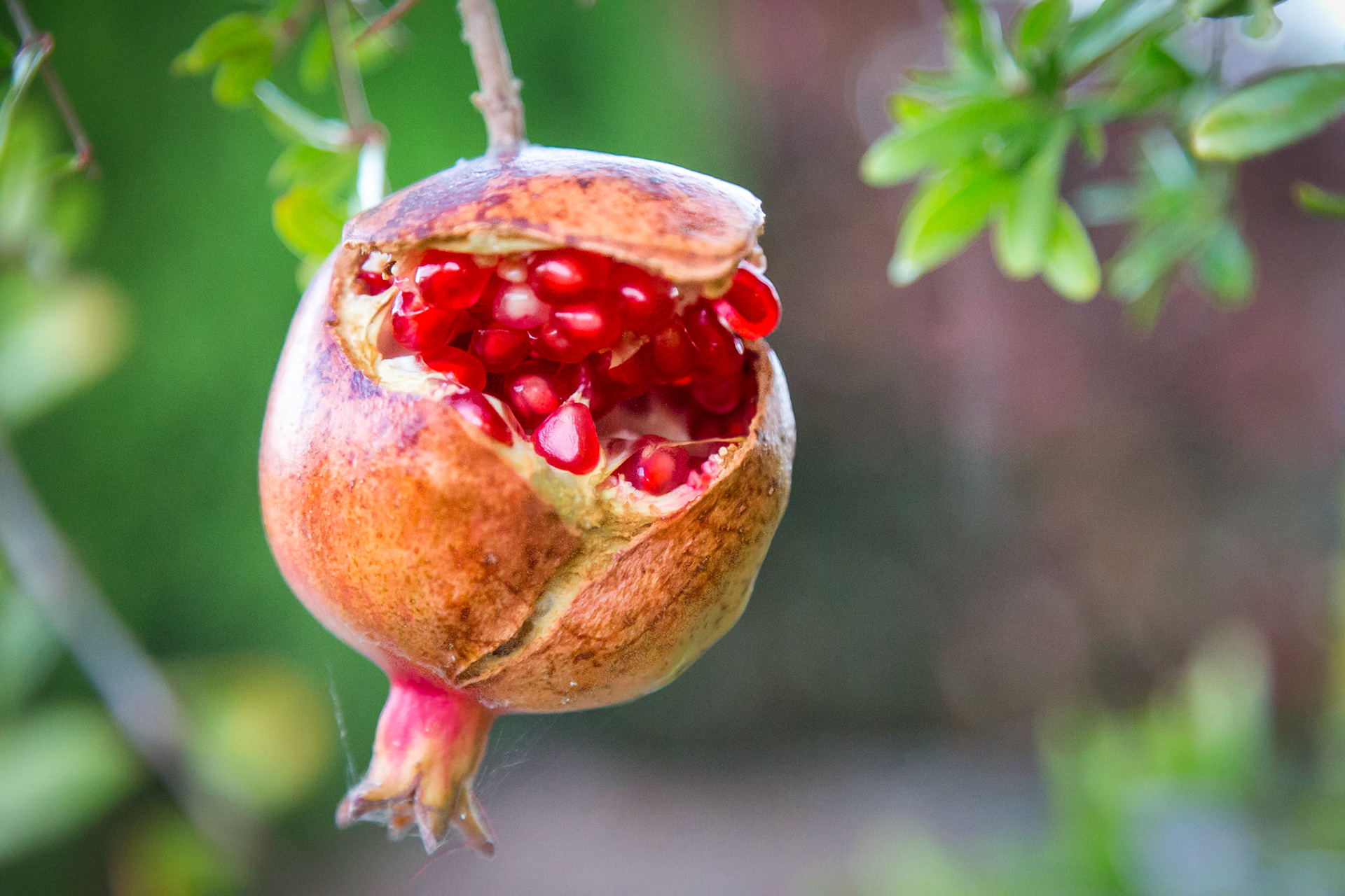 Pomegranate