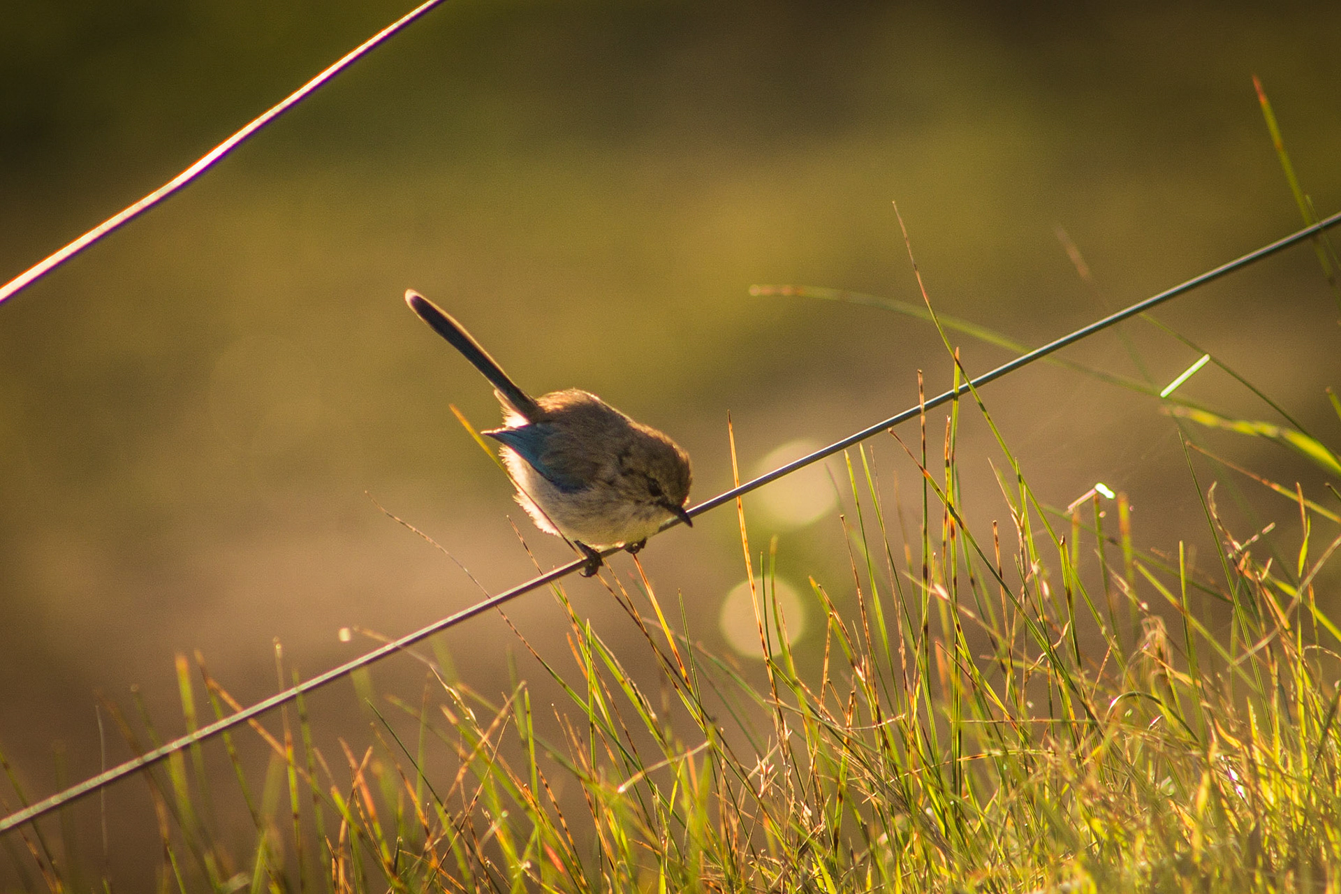 On The Fence