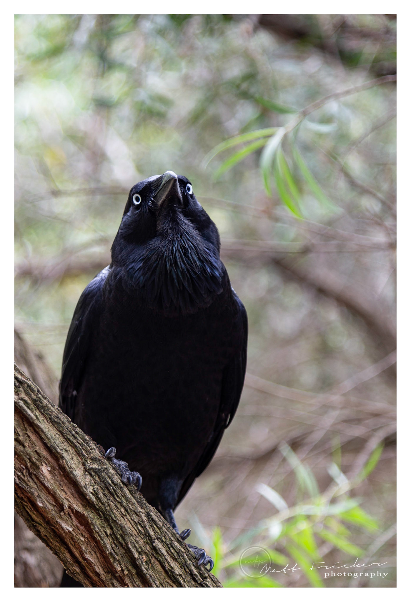 Australian Raven