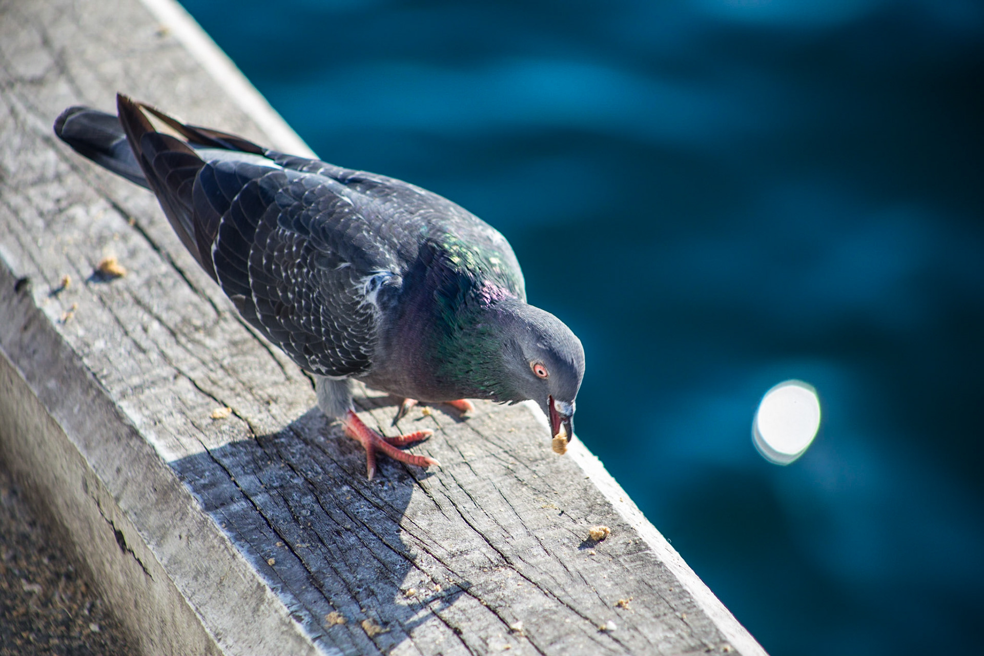Pigeon On the Docks