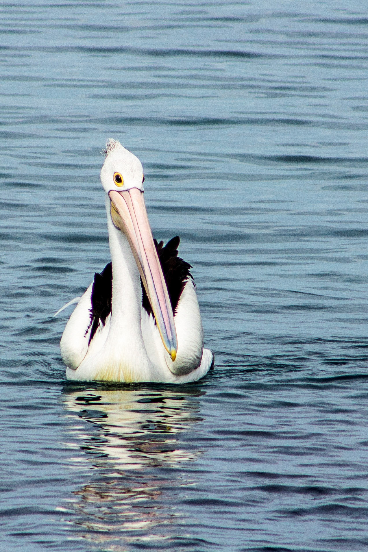 Pelican