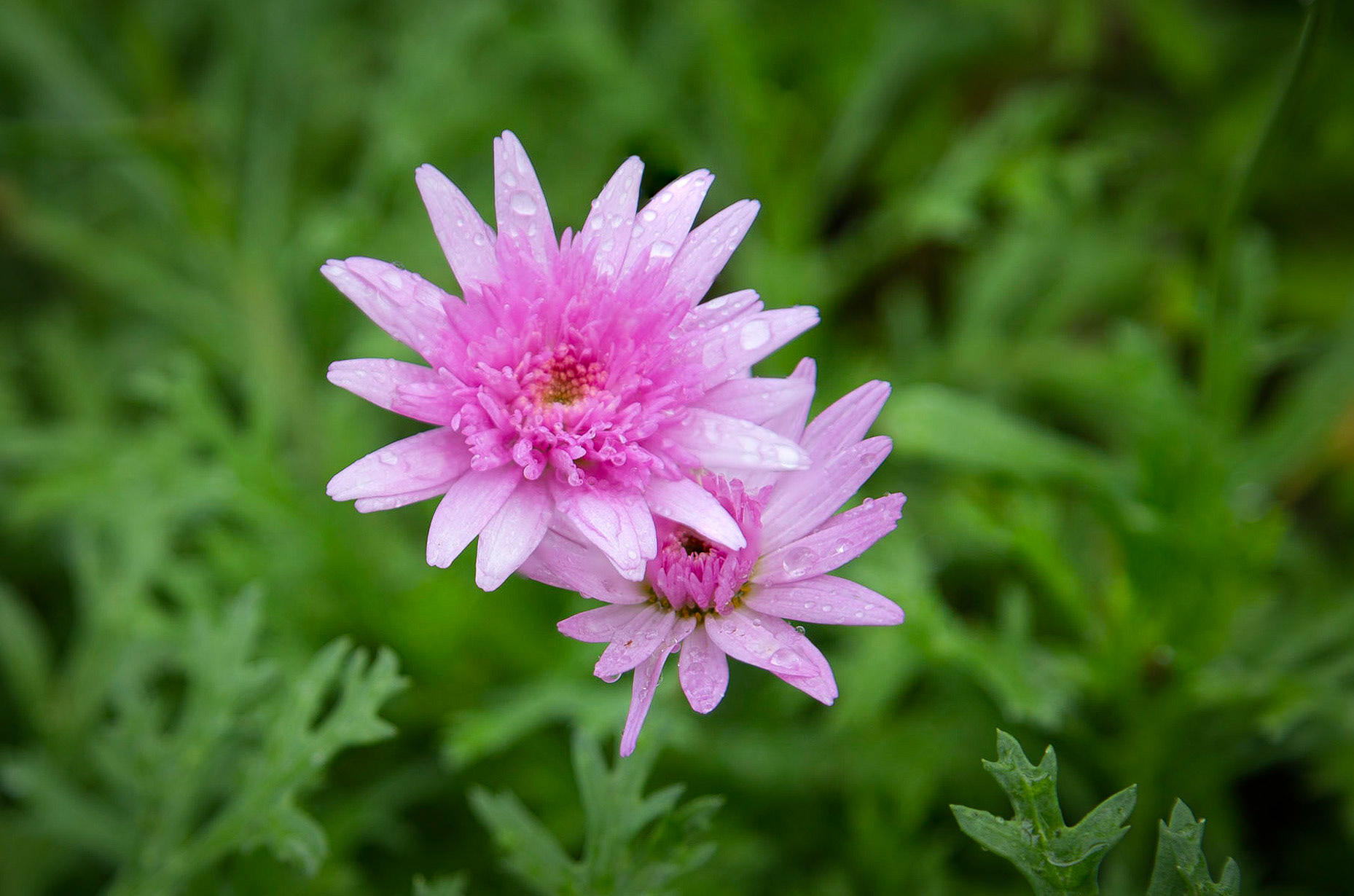 Pink Daisy