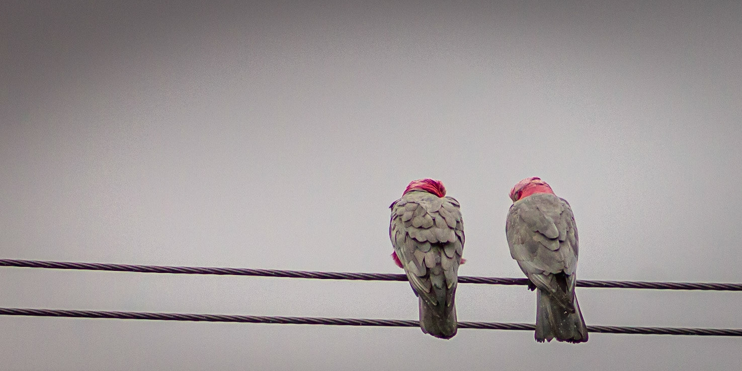 Two On The Wire