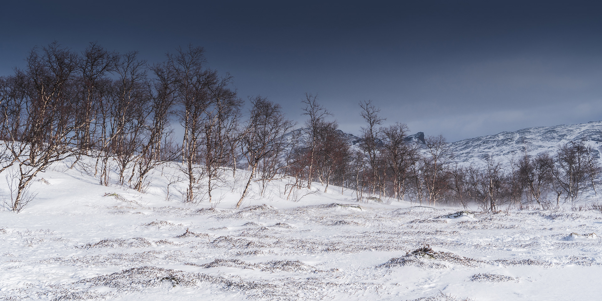 A row of birches in a wintery landscape in the Swedish Lapland Arctic