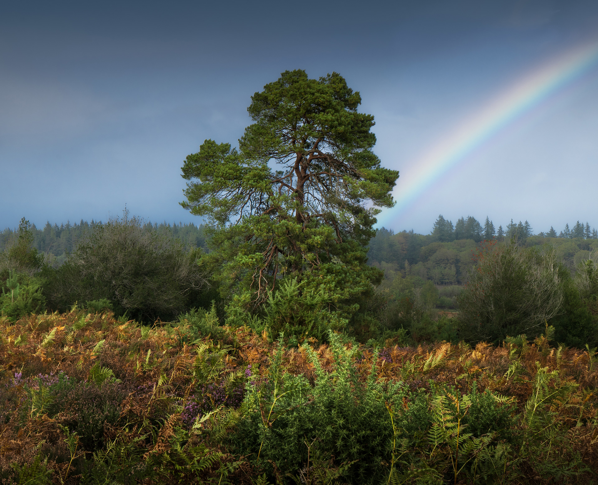 A beautiful forest landscape in the New Forest National Park in southern England, with a giant oak tree in the middle, lush ferns in the foreground, and a dramatic sky with a bright rainbow in the distance.