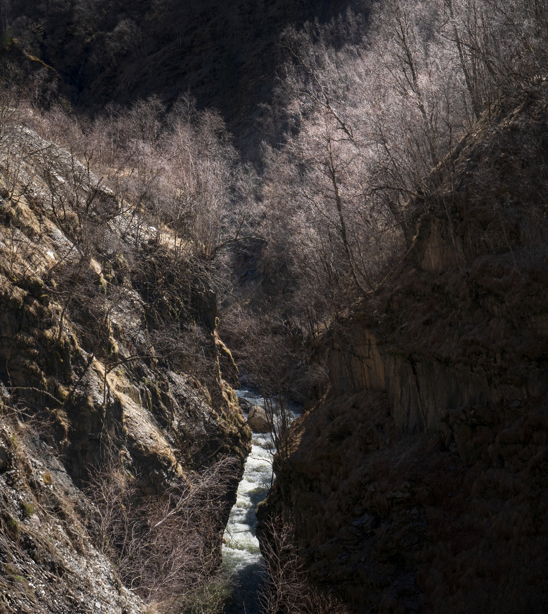 Leafless trees catch the strong sunlight above a river canyon.