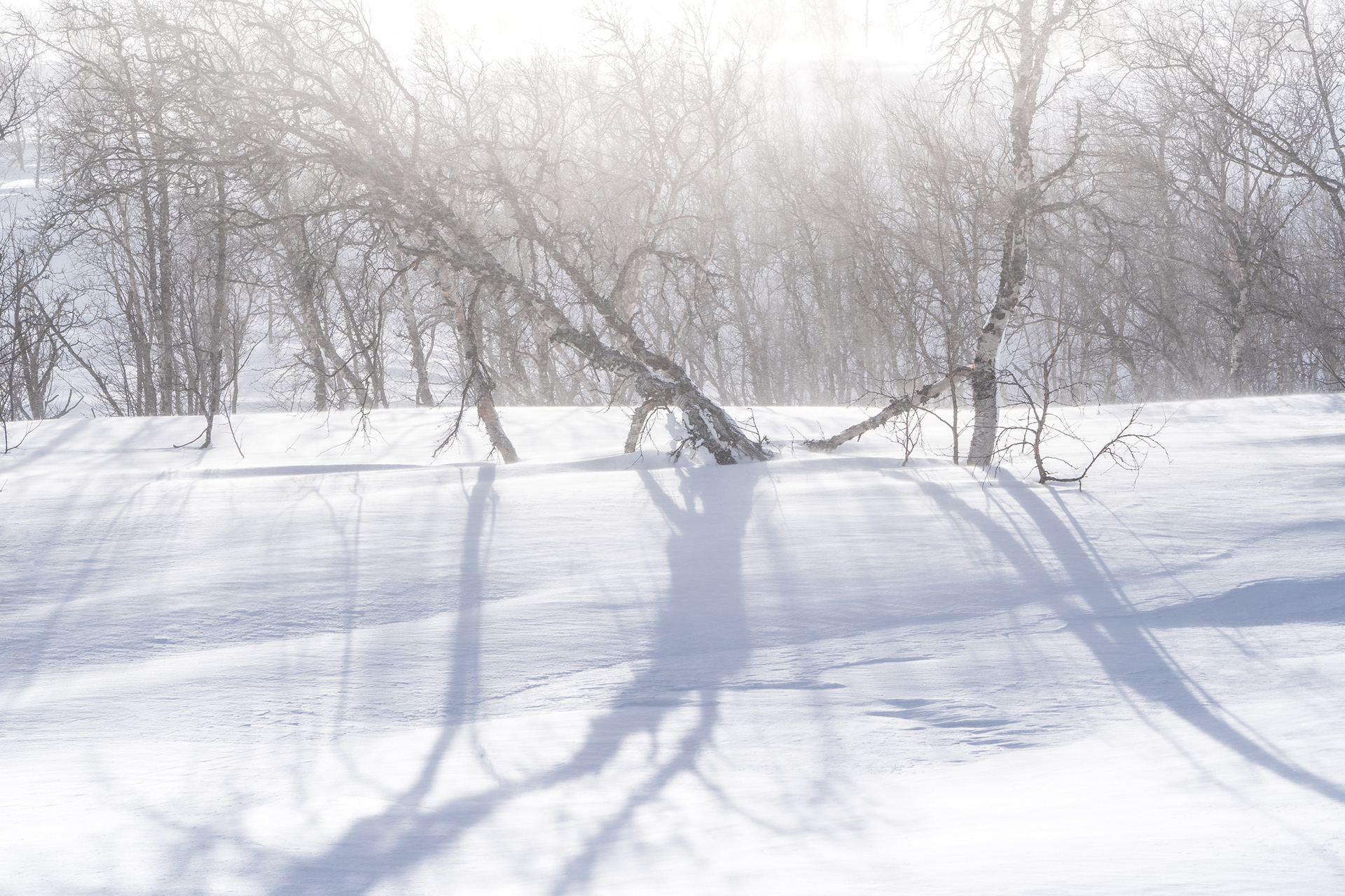 Low sun shines through some bare birches in the snowy landscapes of the Swedish Arctic.