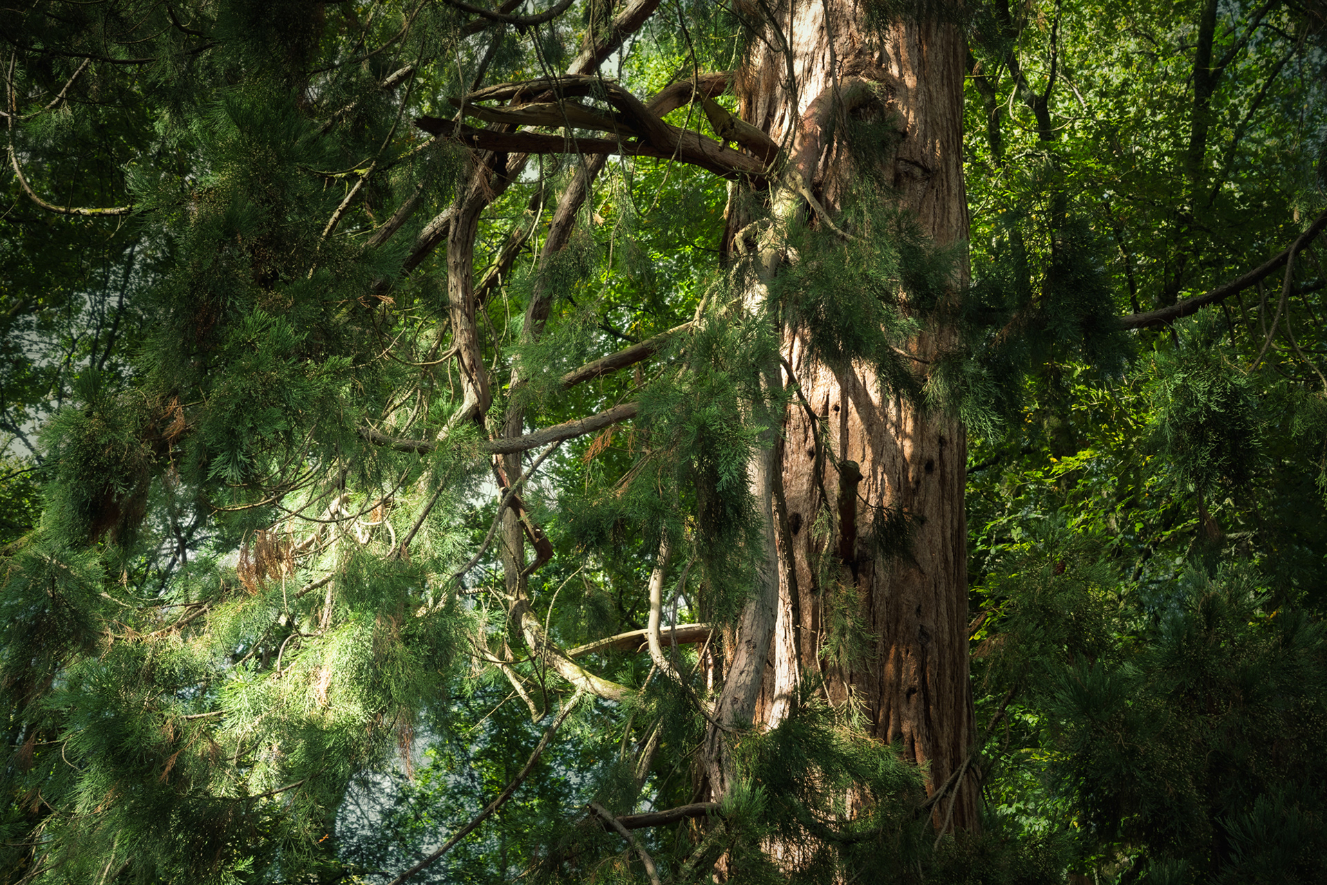 A close up of a giant redwood / sequoia tree in New Forest National Park, England