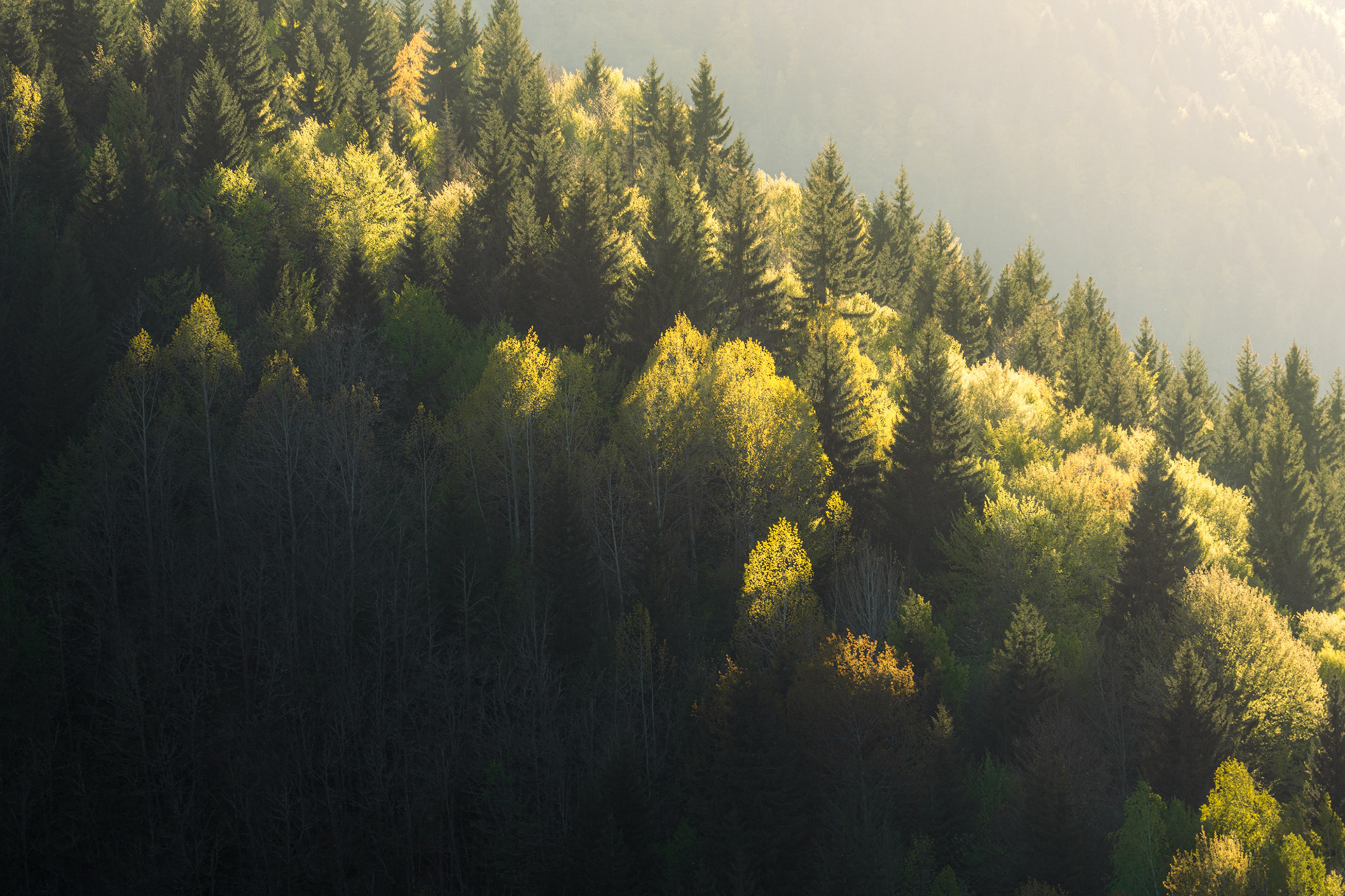 Bright trees catch the sunset on a mountain side.
