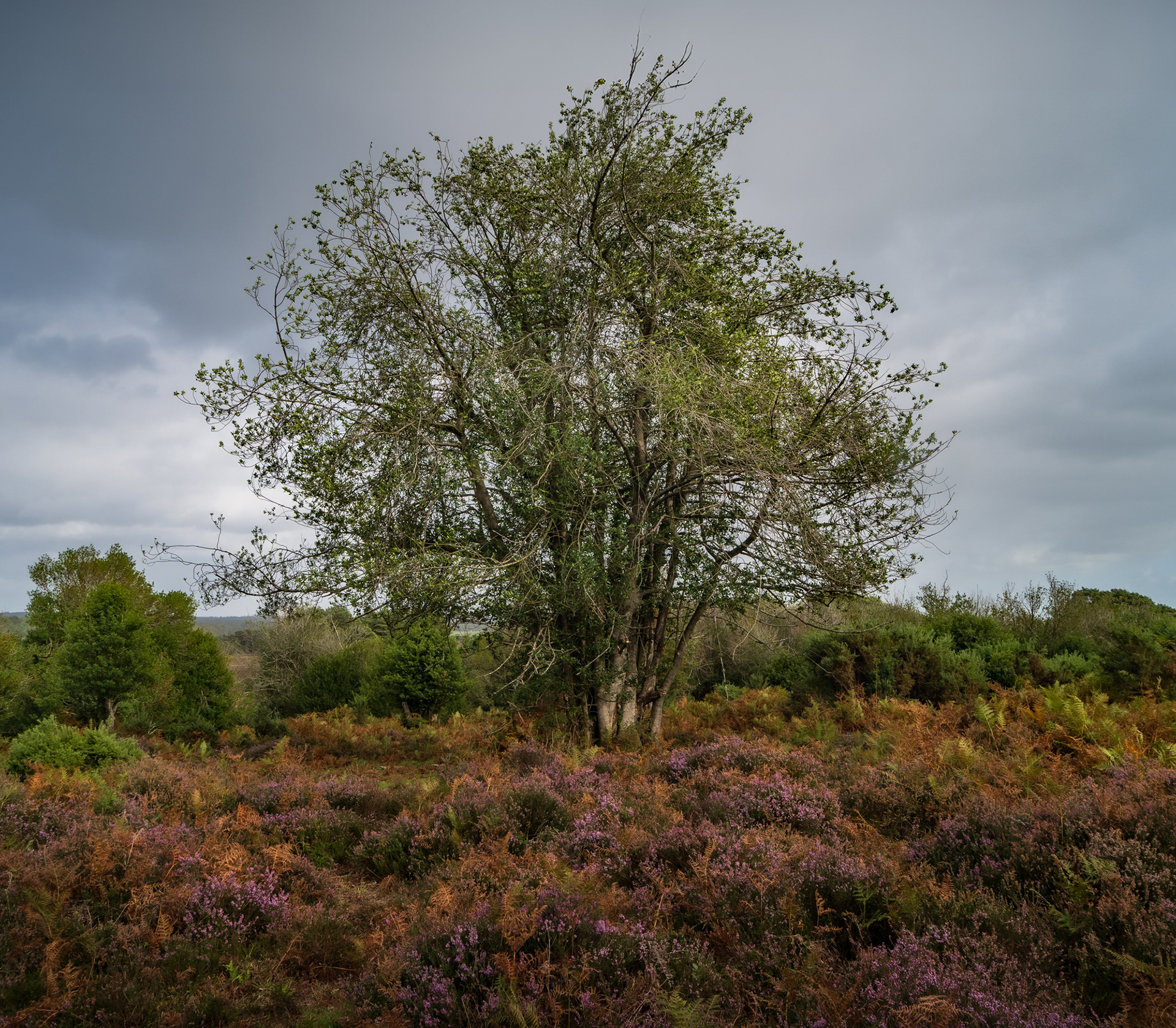 A lush scene heather and trees, with dramatic lighting., taken in the New Forest National Park, England