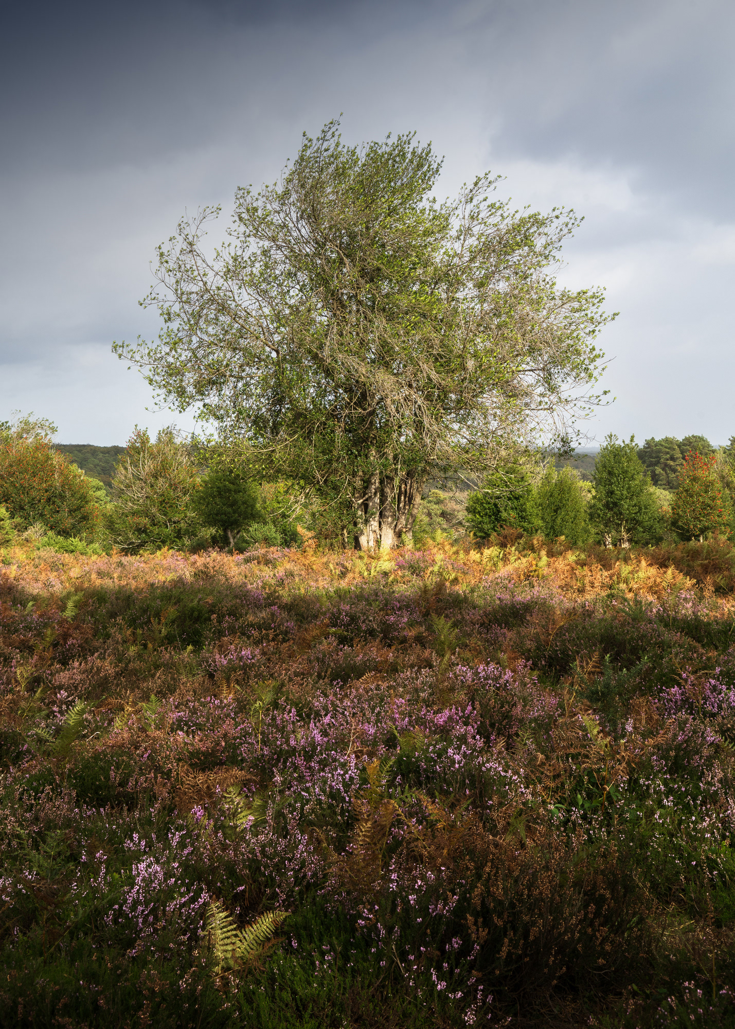 A lush scene heather and trees, with dramatic lighting., taken in the New Forest National Park, England