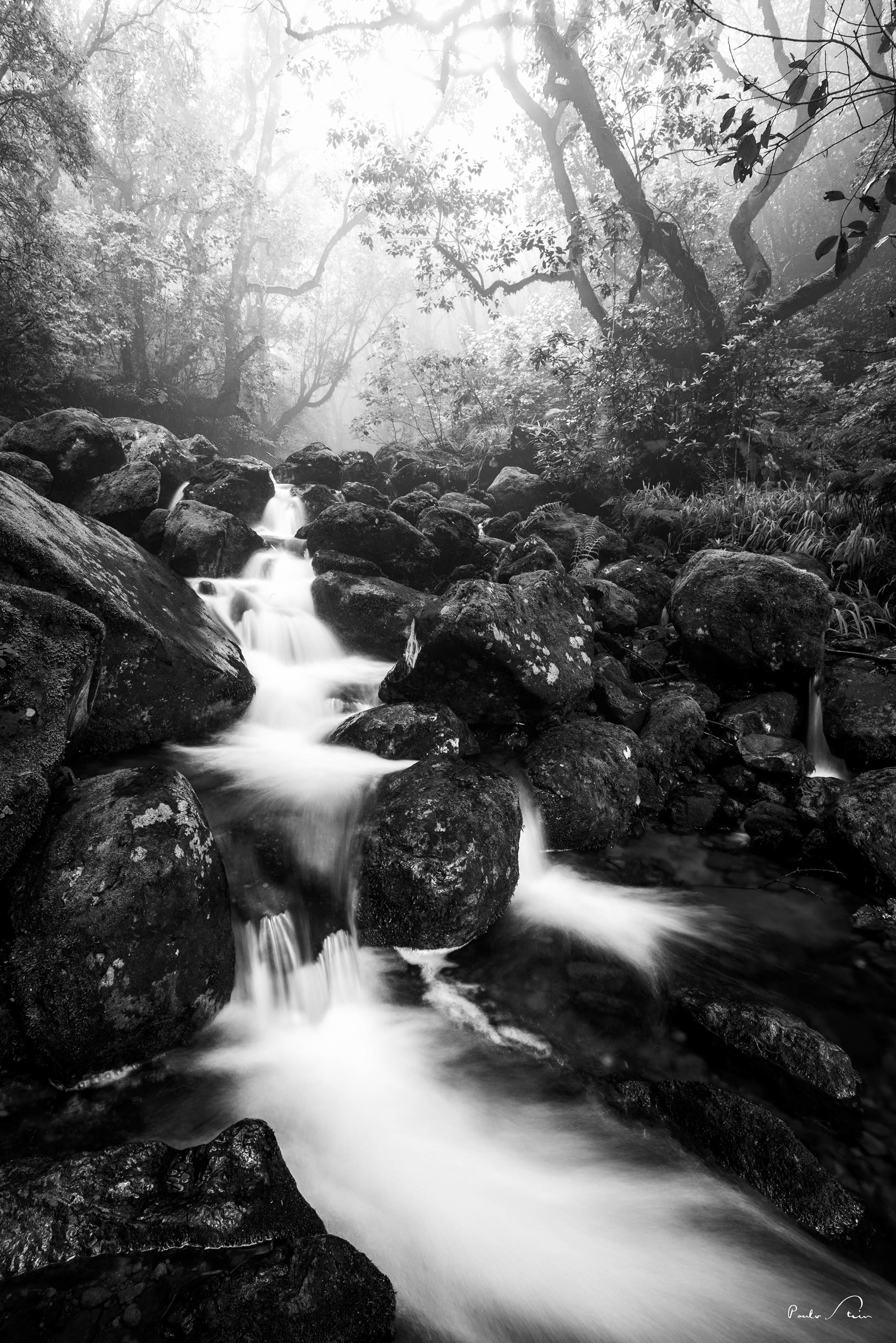 Floresta da Laurissilva 01 - P&B