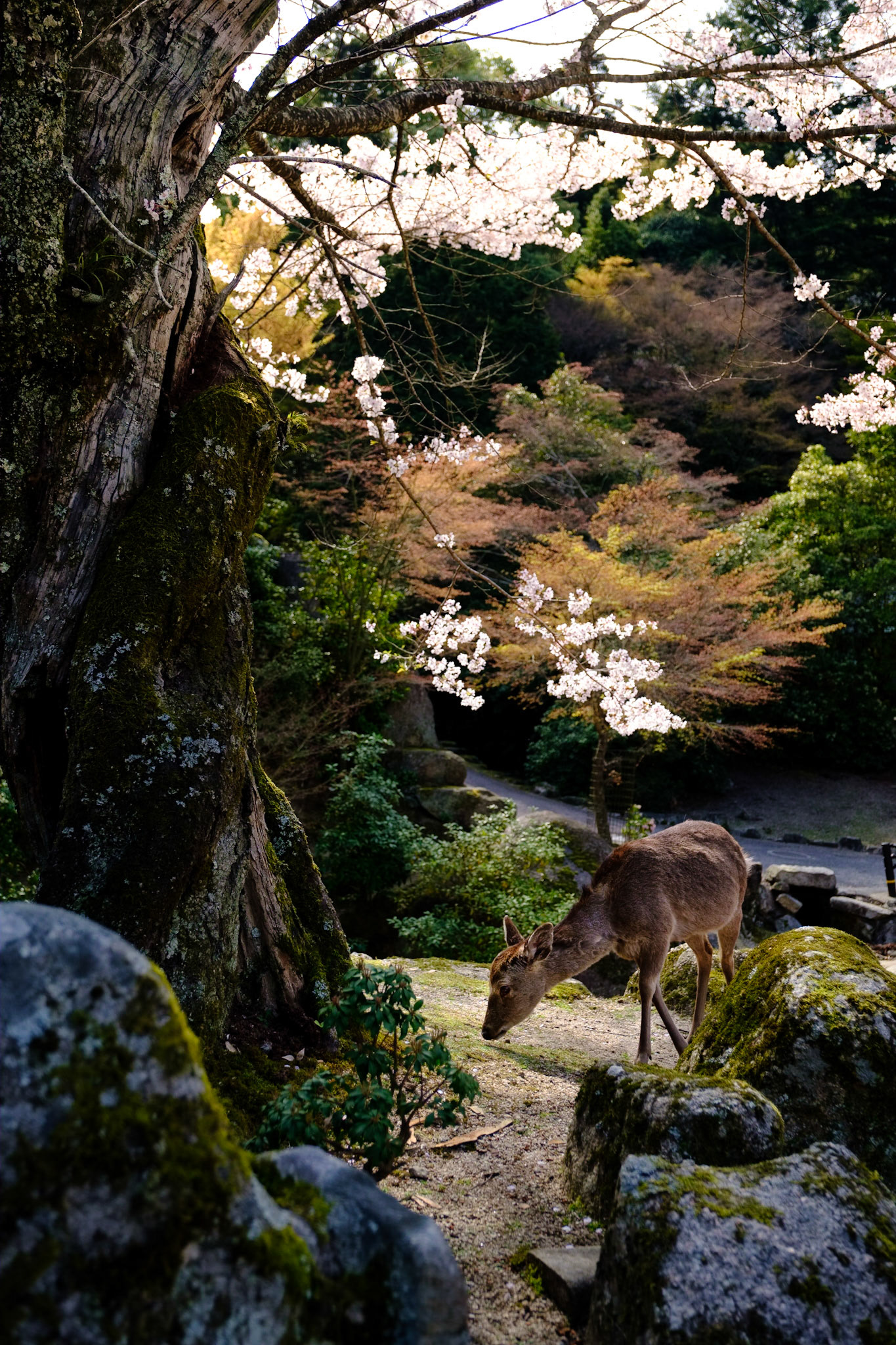 Itsukushima 01