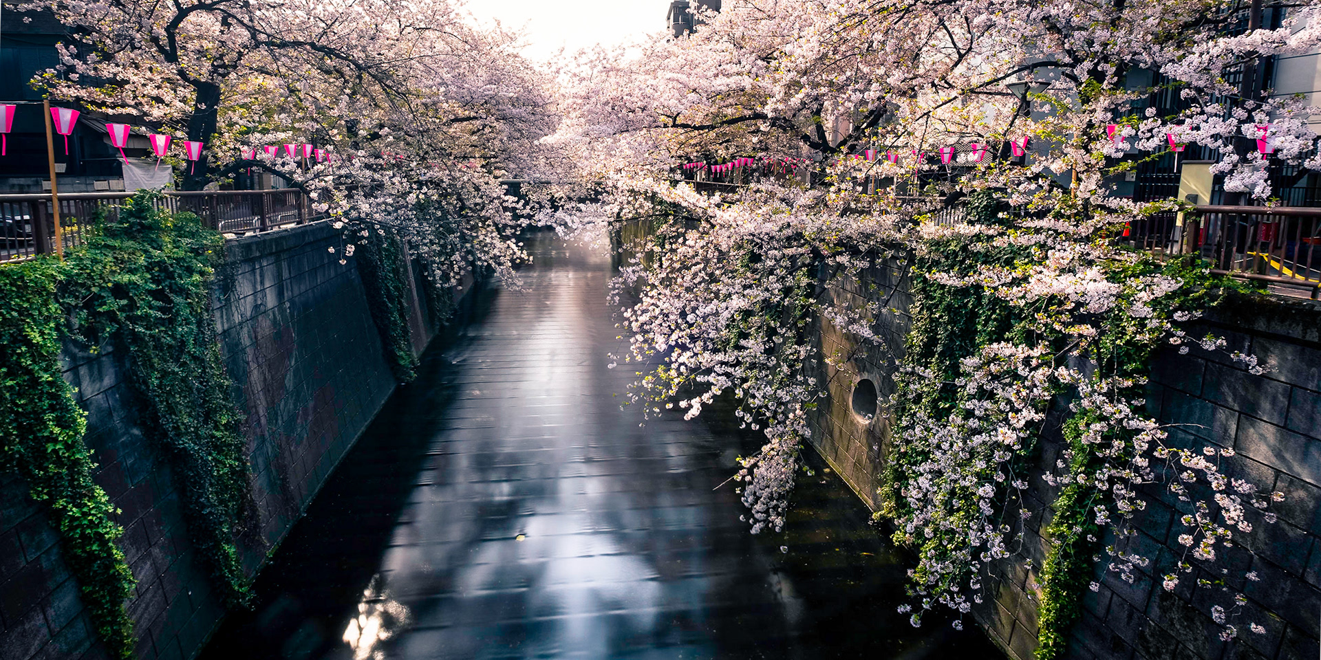 Cherry Blossom 02 - Tokyo