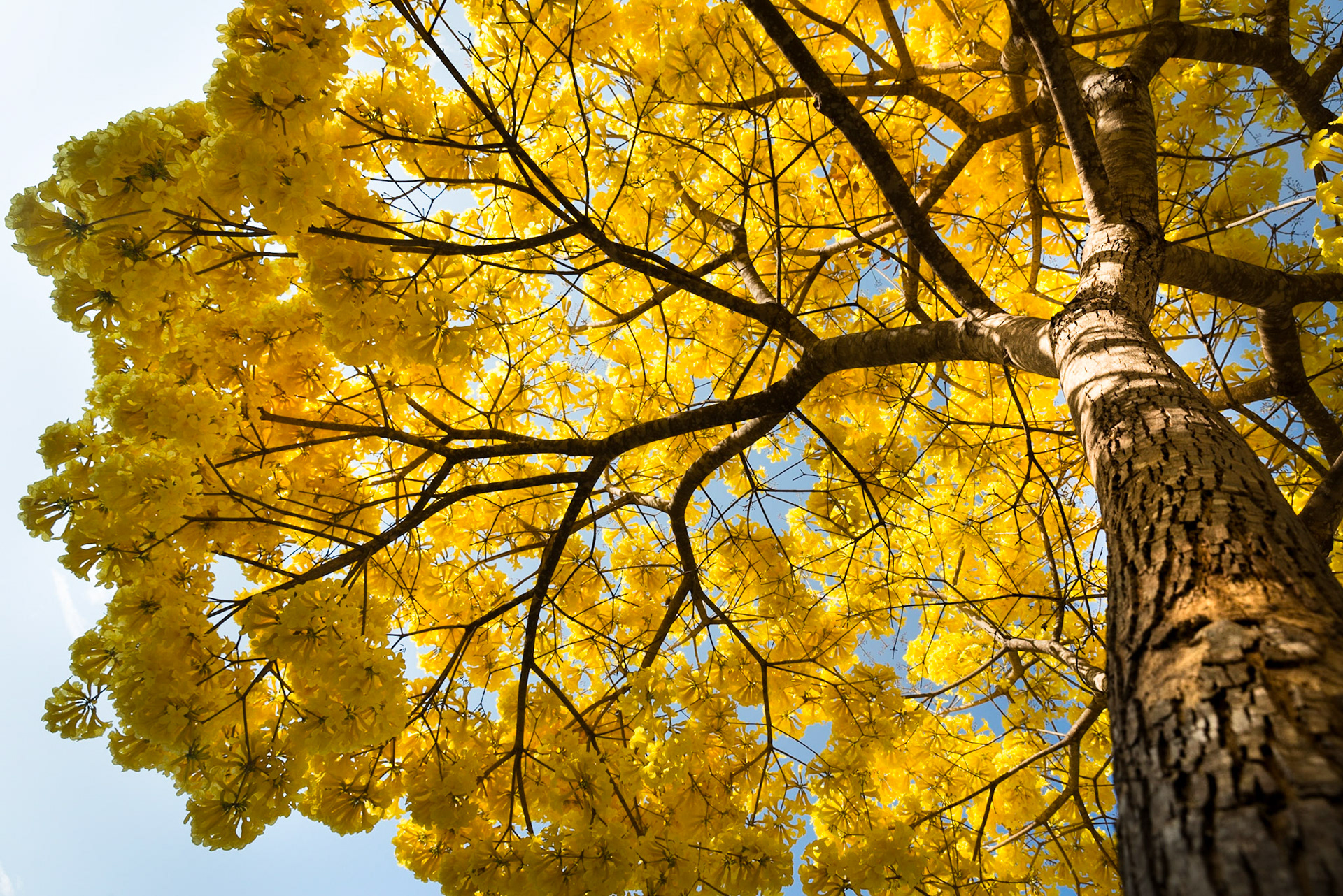 O Ipê Amarelo