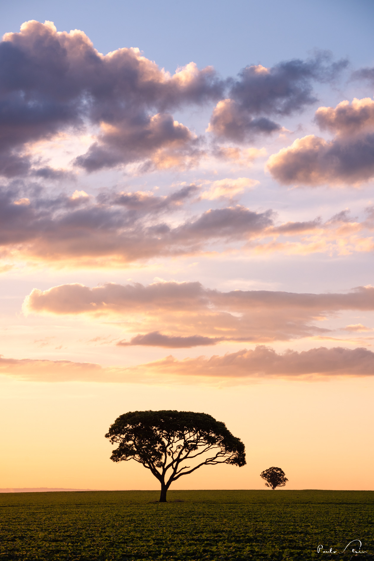 Árvores do Cerrado VI